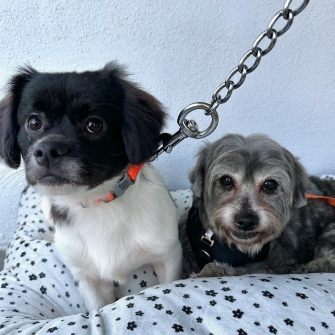 Enlarge Max and Rudy, a Adoptable mixed breed in Westlake Village, CA image 2/6