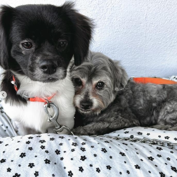 Enlarge Max and Rudy, a Adoptable mixed breed in Westlake Village, CA image 6/6