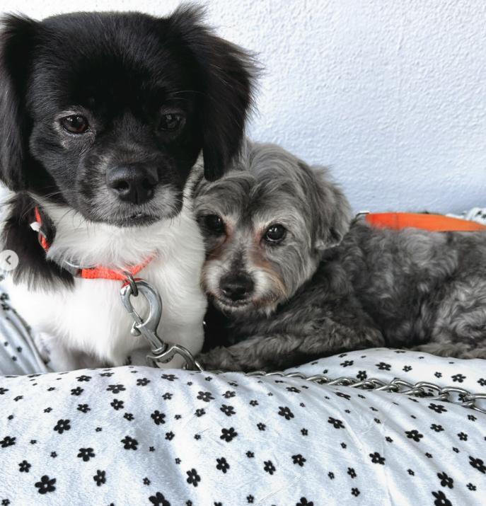 Enlarge Max and Rudy, a ADOPTABLE mixed breed in TEMECULA, CA image 6/6