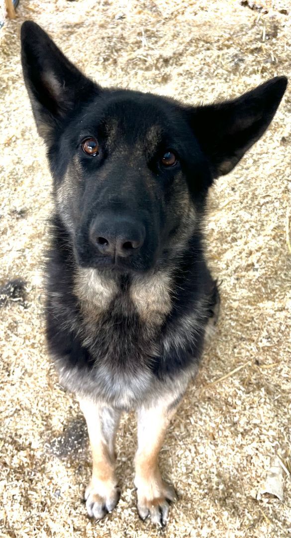 Enlarge Jada, a Adopted German Shepherd Dog in Lucasville, OH image 1/6