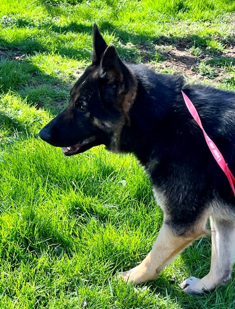 Enlarge Jada, a Adopted German Shepherd Dog in Lucasville, OH image 2/6