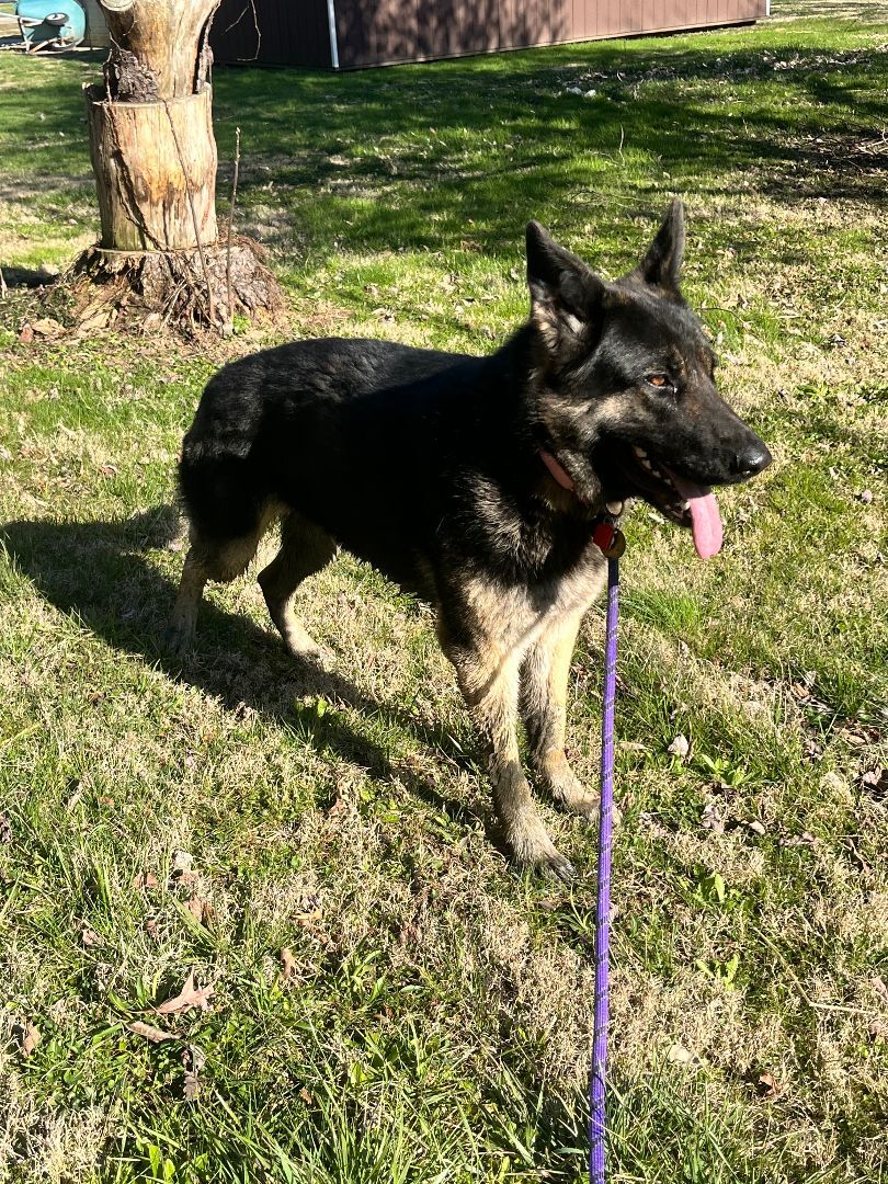 Enlarge Jada, a Adopted German Shepherd Dog in Lucasville, OH image 3/6