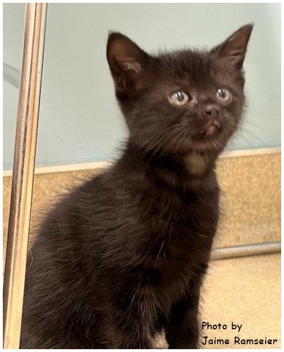 Cookie, a Adoptable mixed breed in Oak Ridge, TN image 1/3