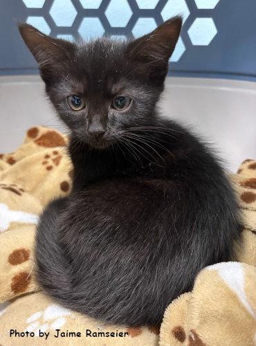 Cookie, a Adoptable mixed breed in Oak Ridge, TN image 2/3