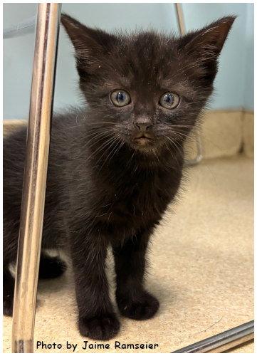 Cookie, a Adoptable mixed breed in Oak Ridge, TN image 3/3