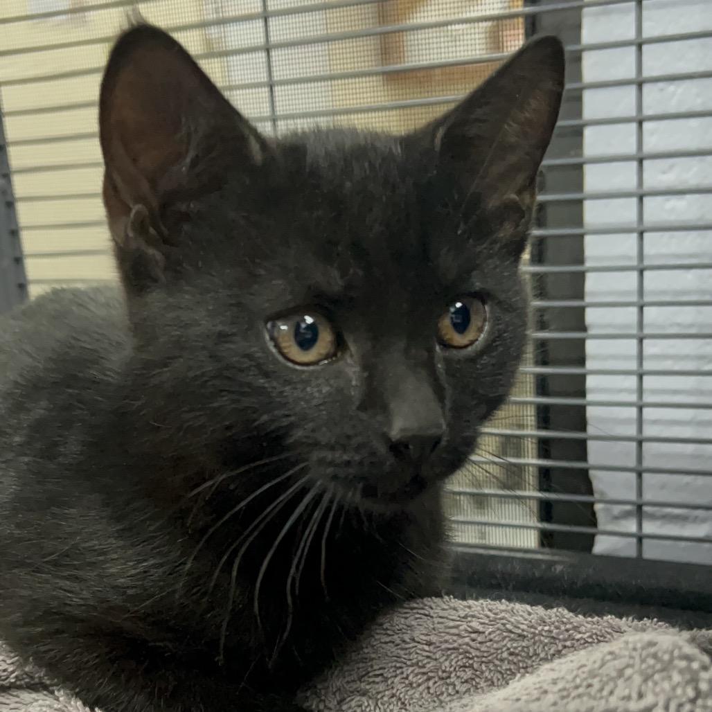 Riden 28322, Adoptable, Kitten Male Domestic Short Hair.