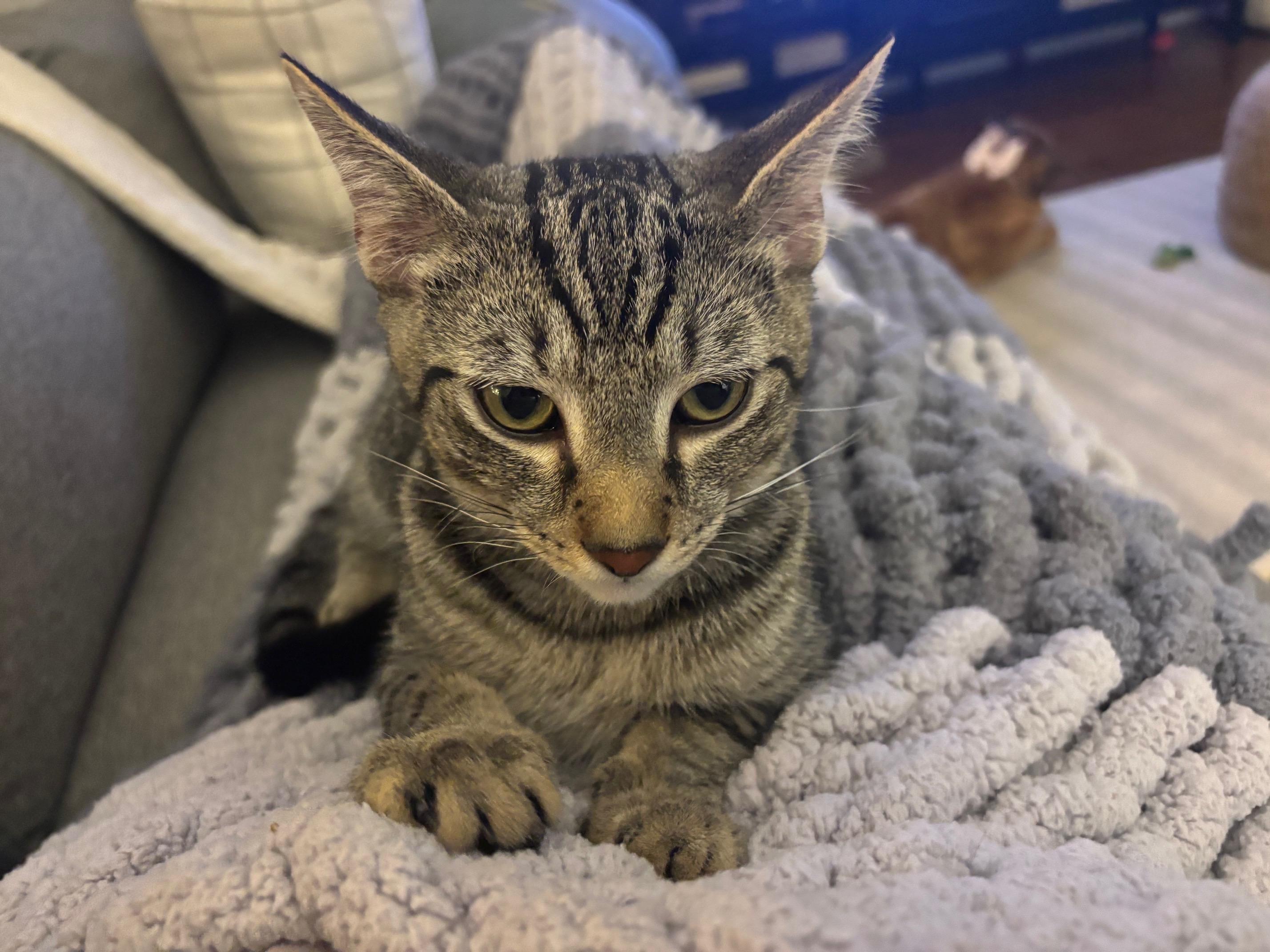 Leo, a ADOPTABLE Domestic Short Hair in Leesburg, VA image 3/3