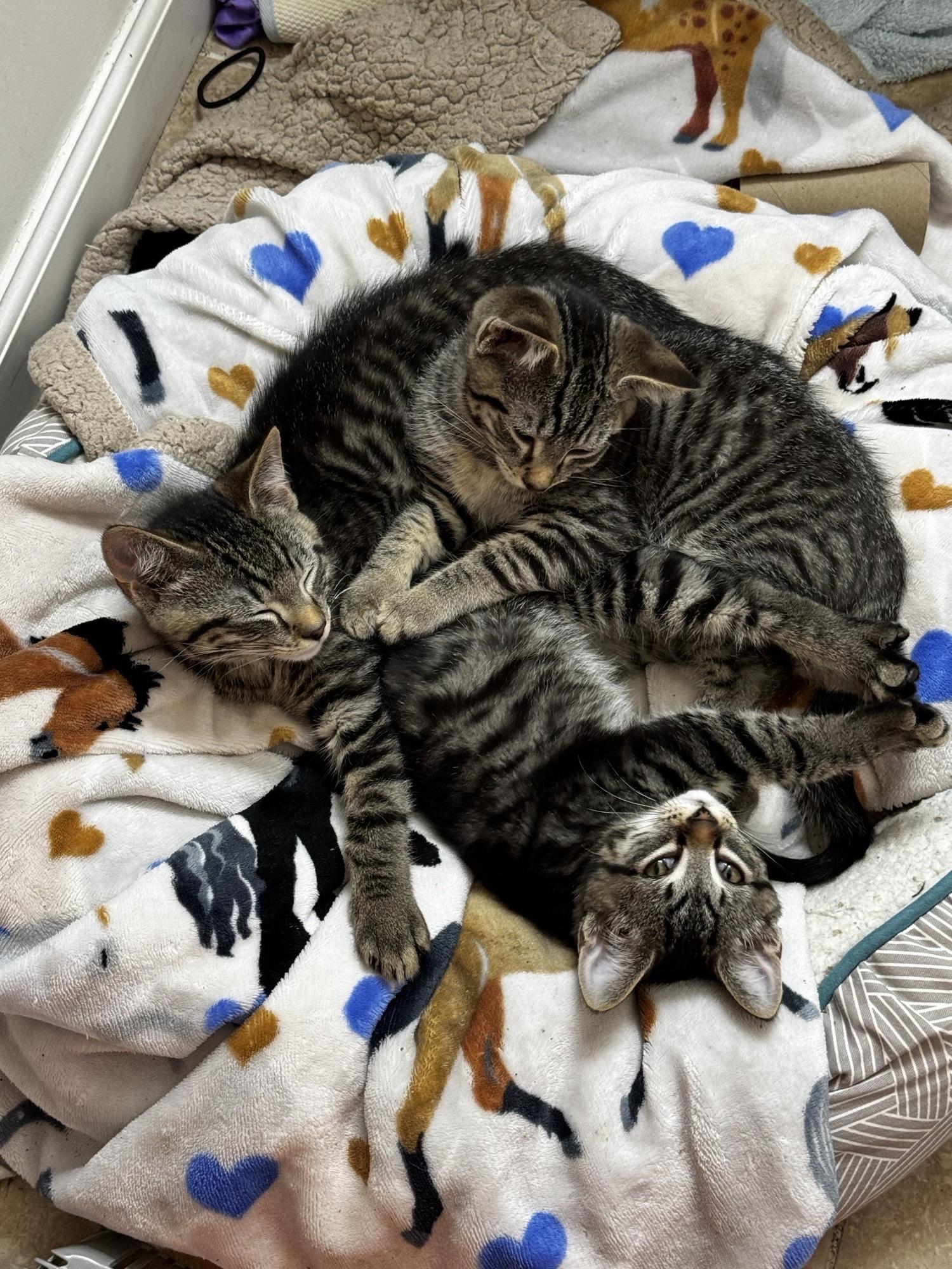 Joe, Leo, and Mina, a ADOPTABLE Domestic Short Hair in Leesburg, VA image 2/6