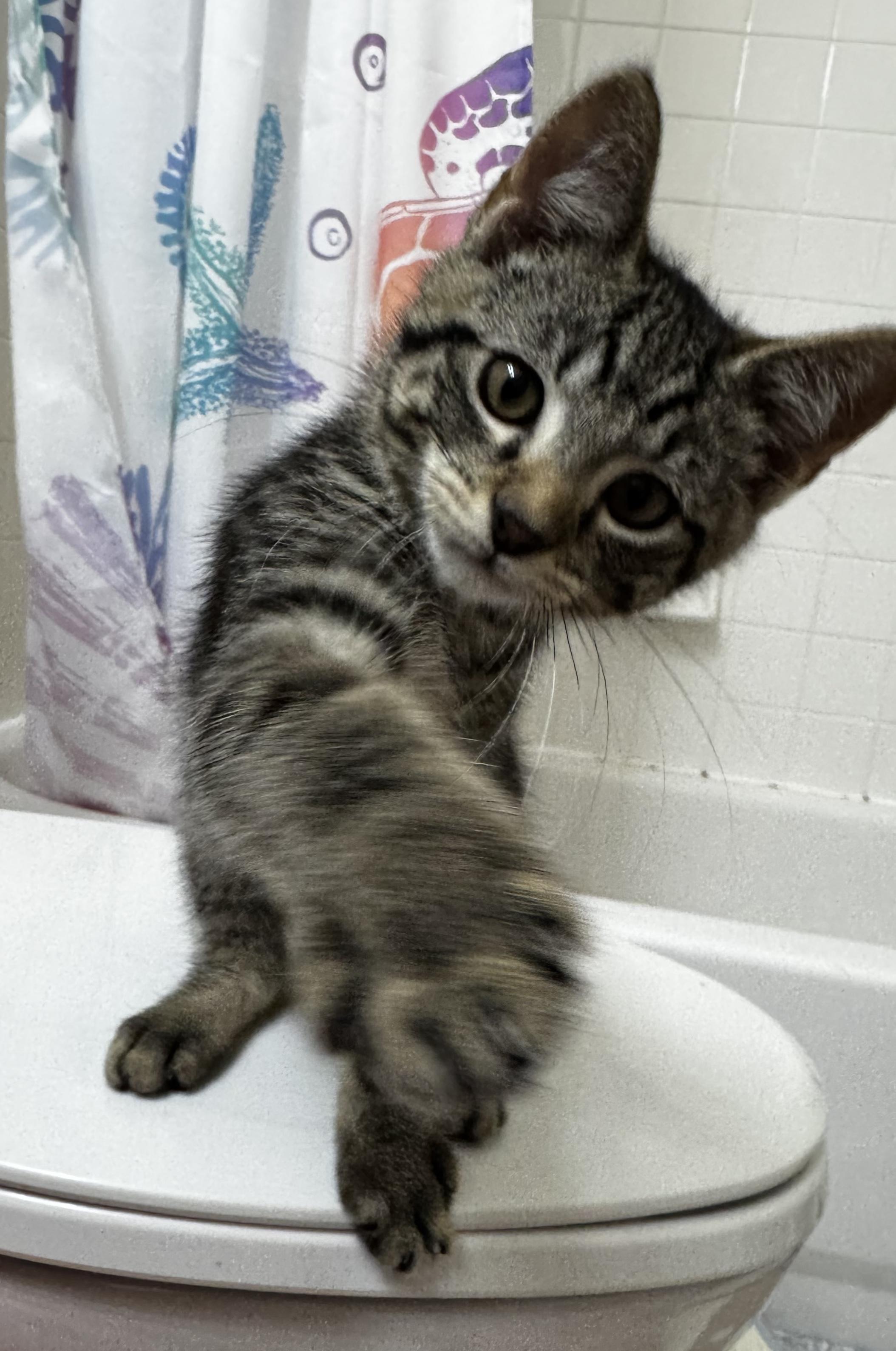 Joe, Leo, and Mina, a ADOPTABLE Domestic Short Hair in Leesburg, VA image 3/6