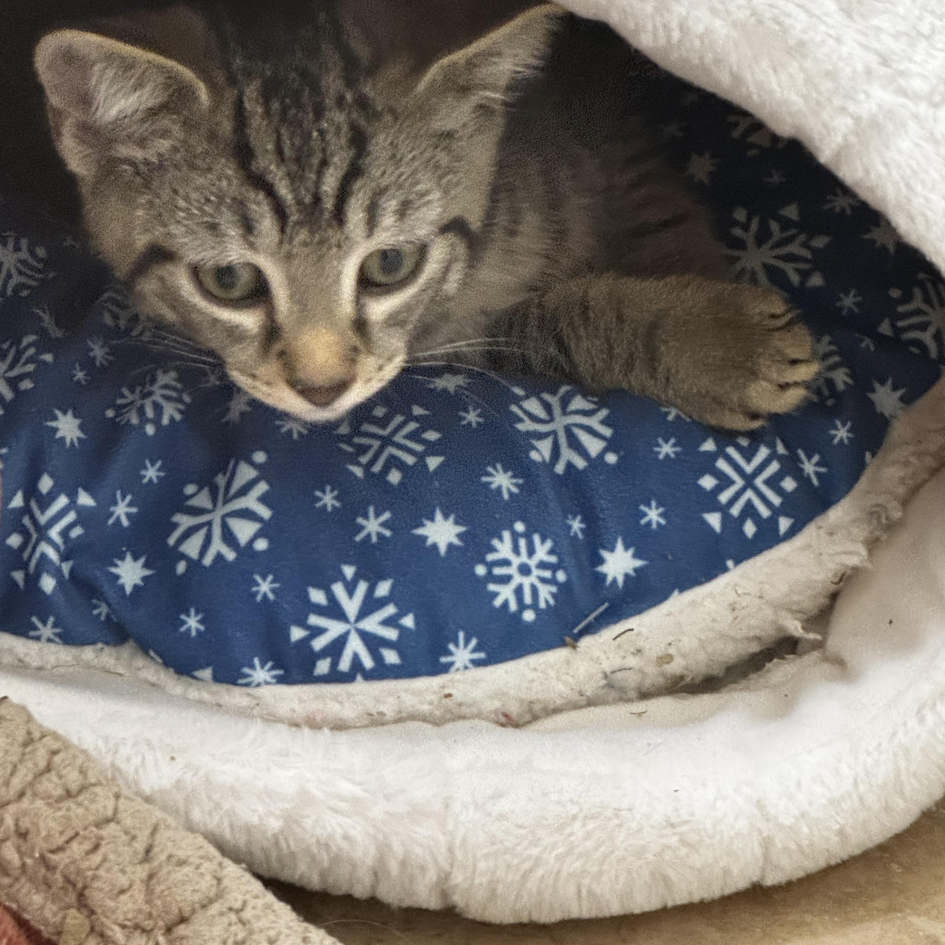 Joe, Leo, and Mina, a ADOPTABLE Domestic Short Hair in Leesburg, VA image 5/6