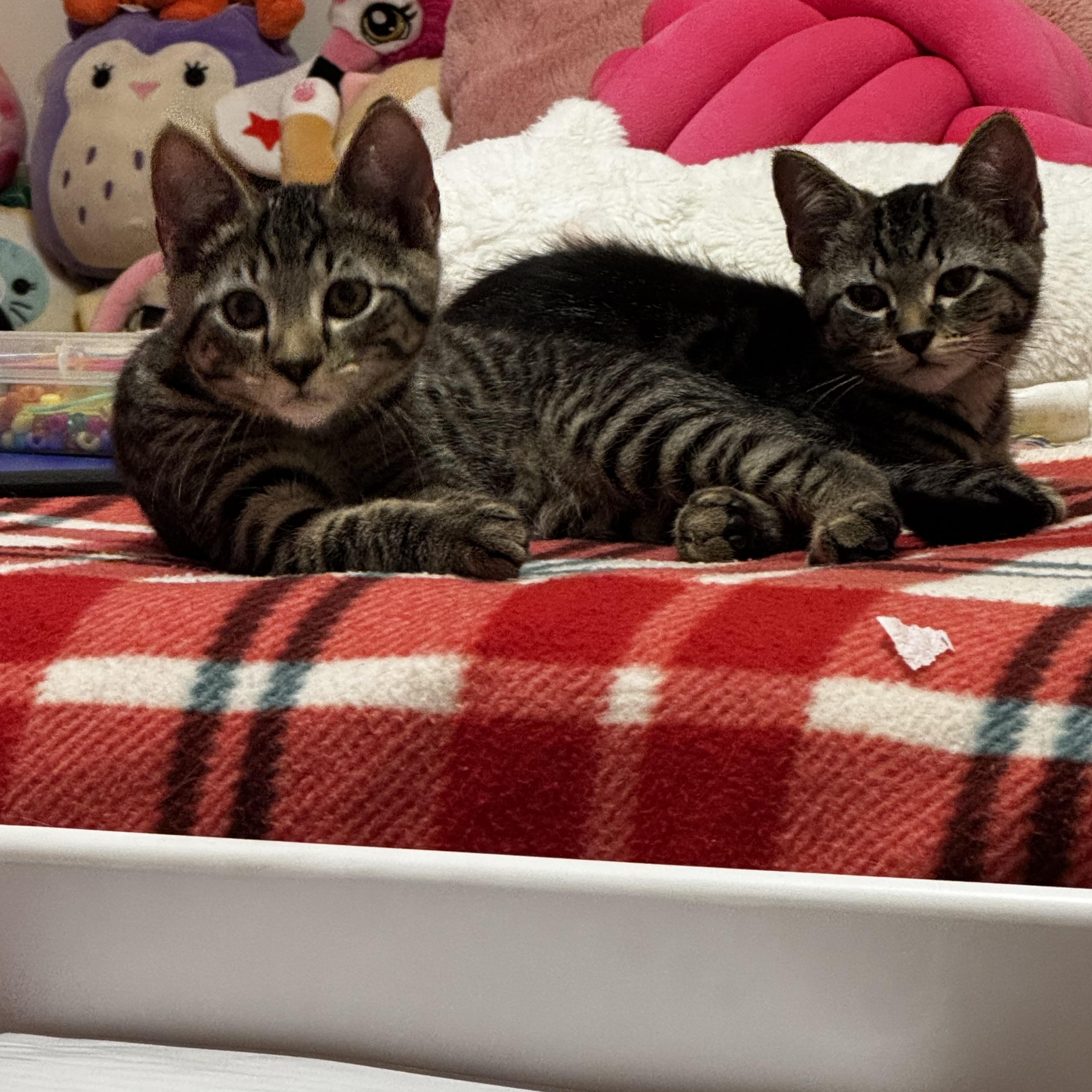Joe, Leo, and Mina, a ADOPTABLE Domestic Short Hair in Leesburg, VA image 6/6