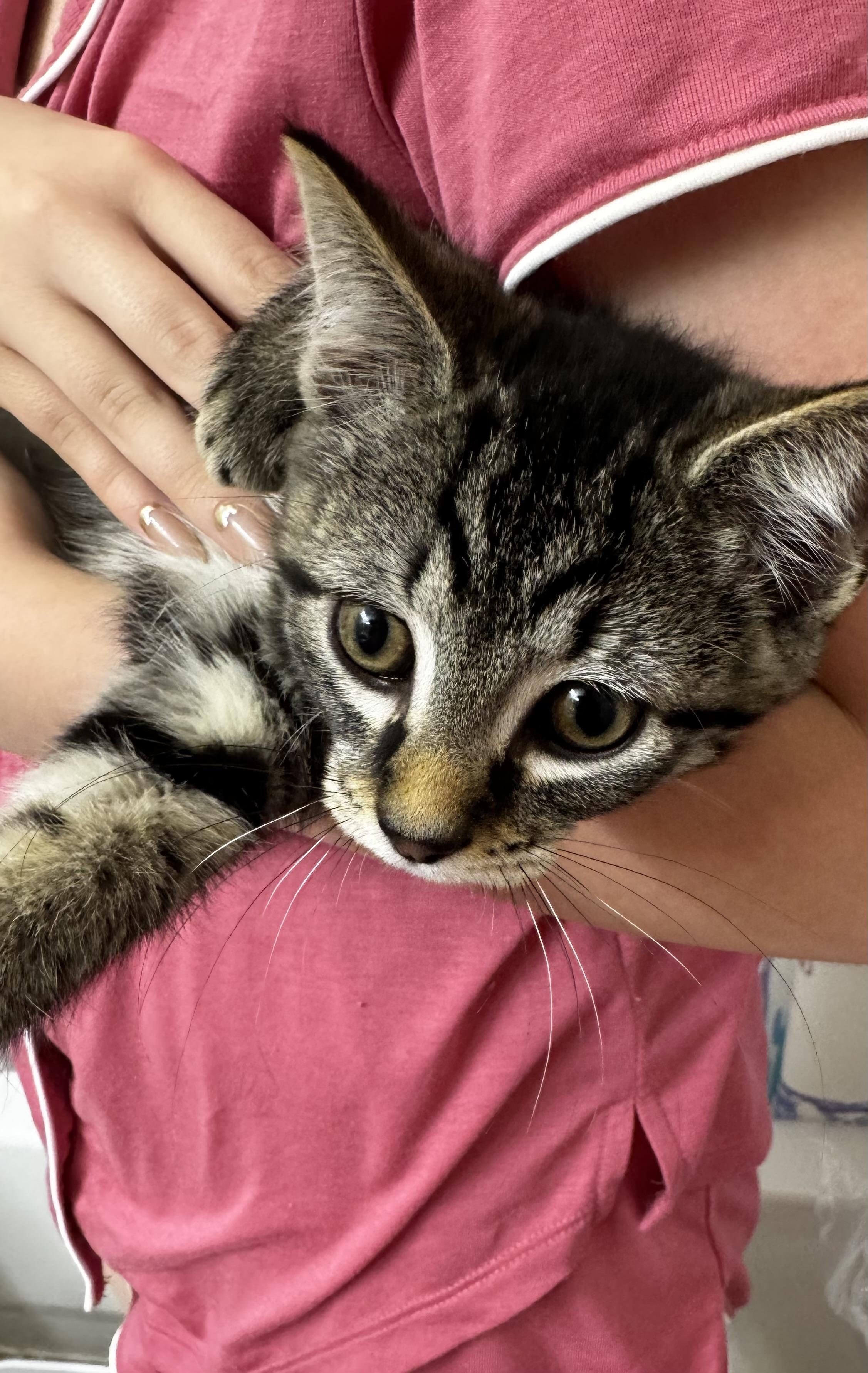 Joe, Leo, and Mina, a ADOPTABLE Domestic Short Hair in Leesburg, VA image 4/6