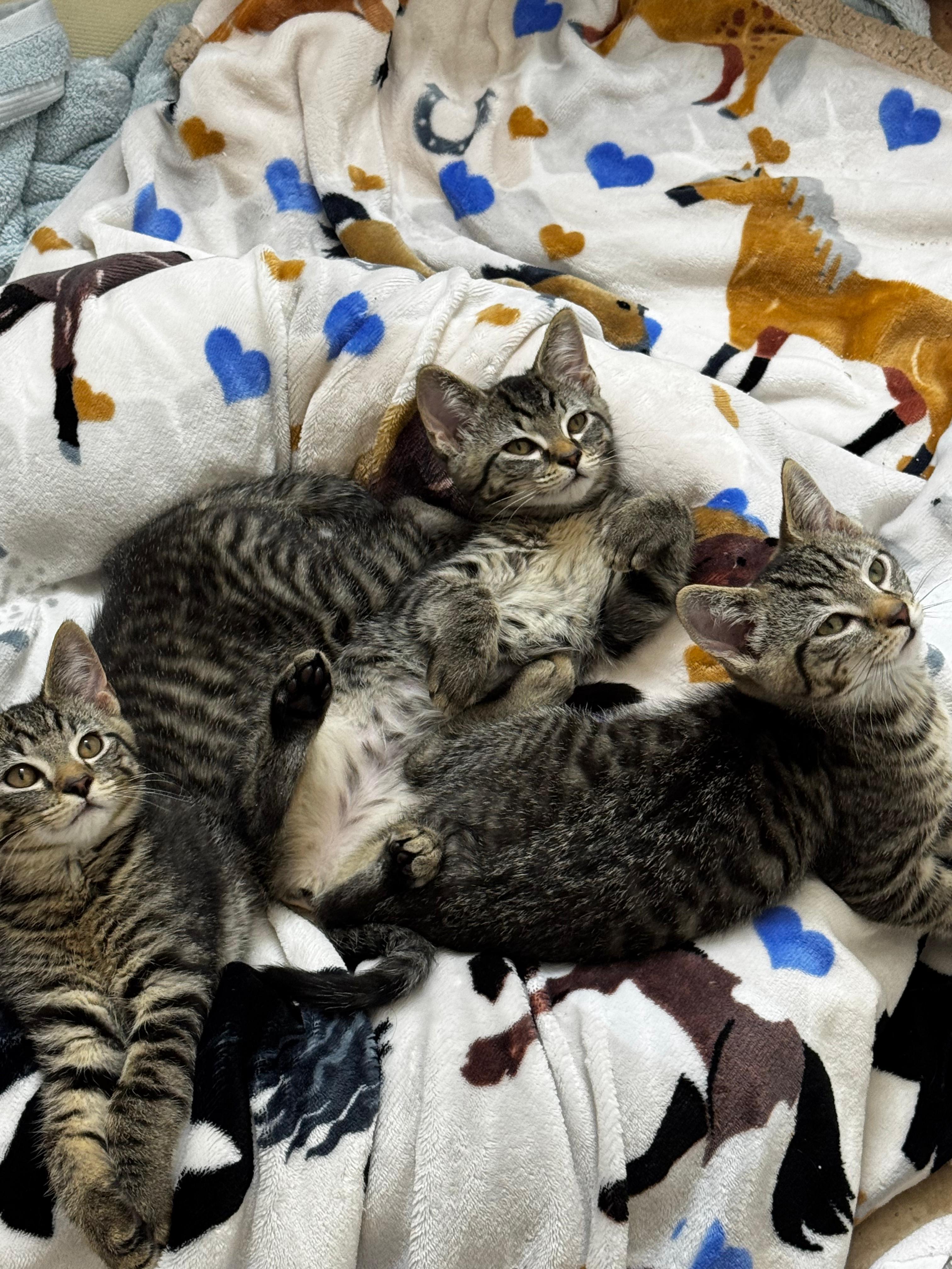 Joe, Leo, and Mina, a ADOPTABLE Domestic Short Hair in Leesburg, VA image 1/6