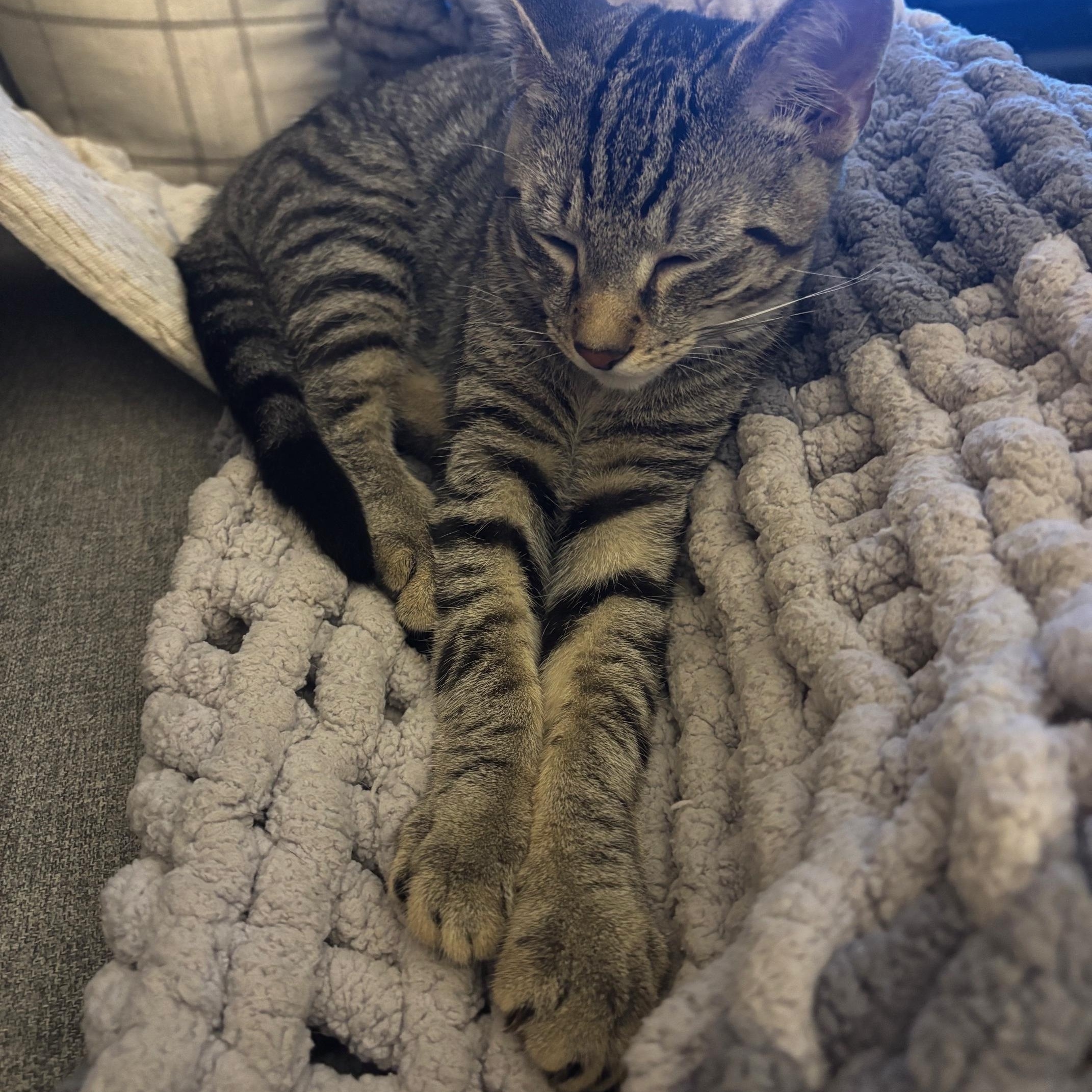 Leo, a ADOPTABLE Domestic Short Hair in Leesburg, VA image 1/3