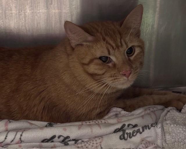 GOLDEN, Adoptable, Young Male Domestic Short Hair.