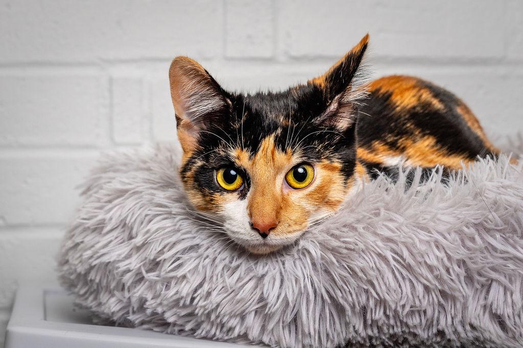 Moxie, ADOPTABLE, Young Female Domestic Short Hair.