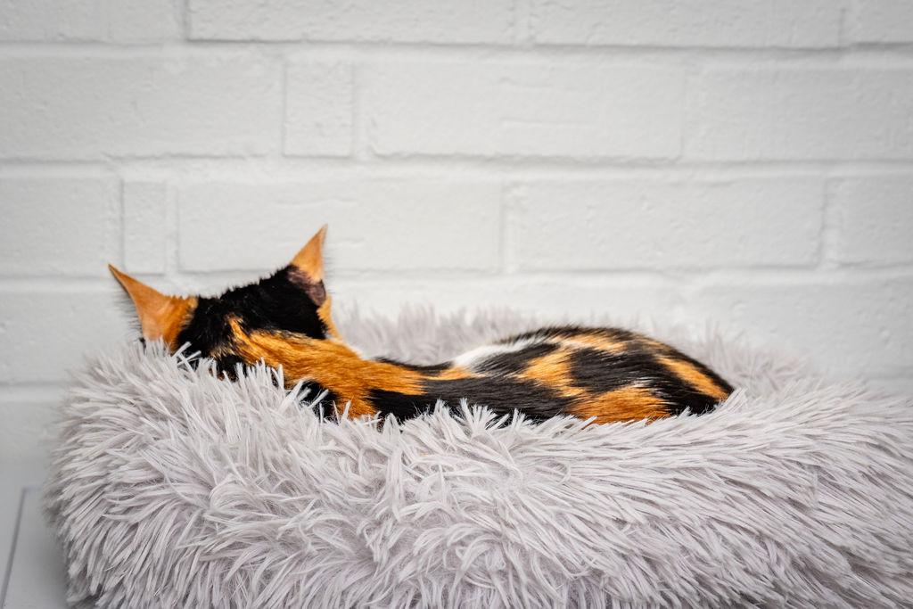 Moxie, a ADOPTABLE Domestic Short Hair in Bowie, MD image 2/2