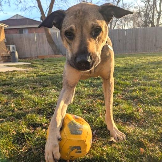 Enlarge Poblano, a Adoptable mixed breed in Salt Lake City, UT image 1/6