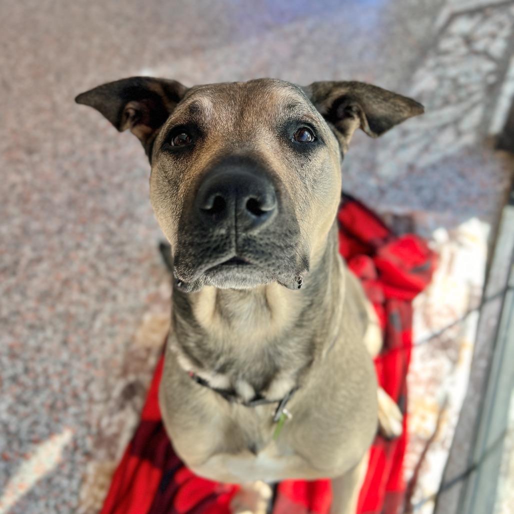 Enlarge Poblano, a Adoptable mixed breed in Salt Lake City, UT image 2/6