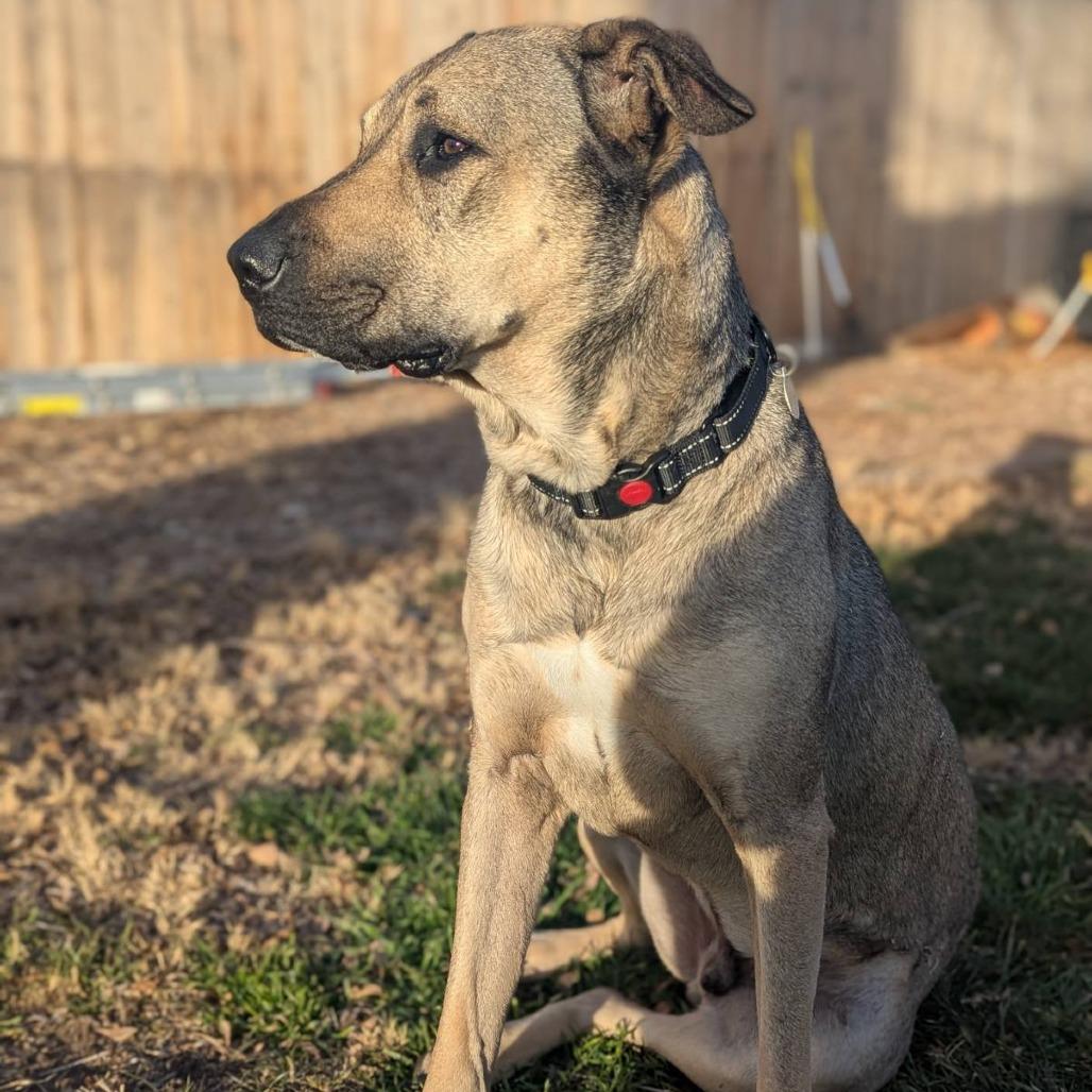 Enlarge Poblano, a Adoptable mixed breed in Salt Lake City, UT image 4/6