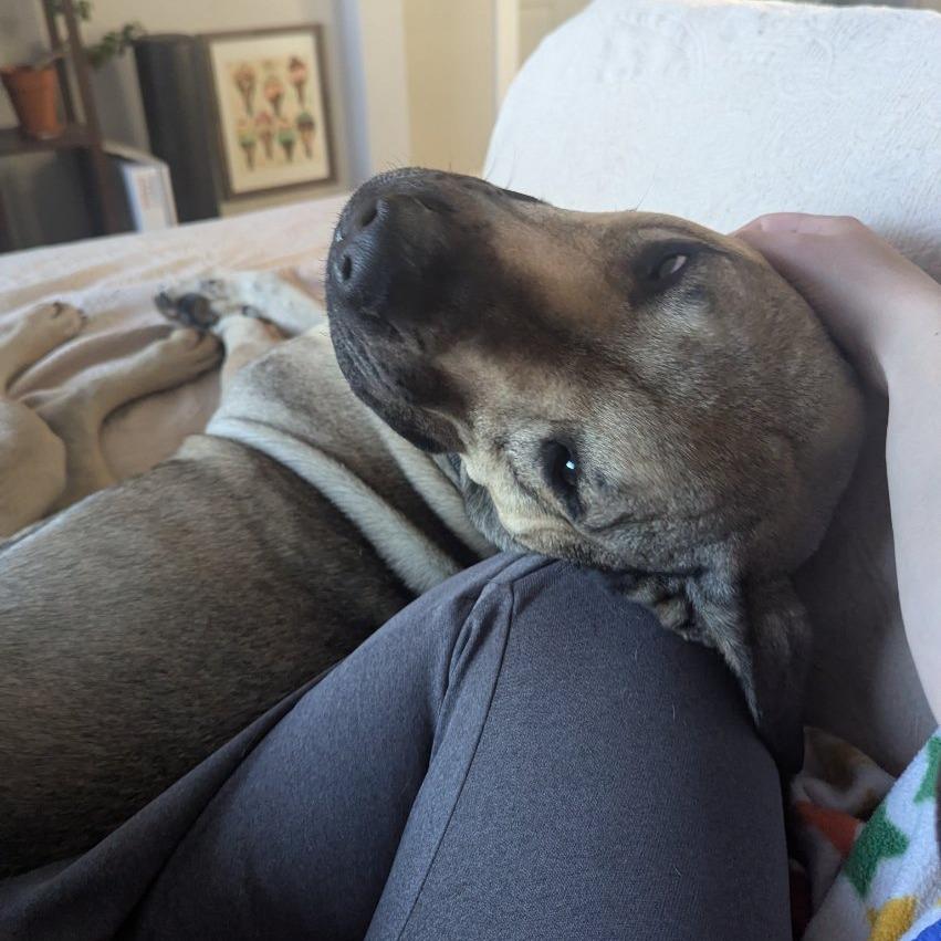 Enlarge Poblano, a Adoptable mixed breed in Salt Lake City, UT image 5/6