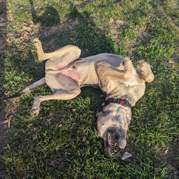 Enlarge Poblano, a Adoptable mixed breed in Salt Lake City, UT image 6/6