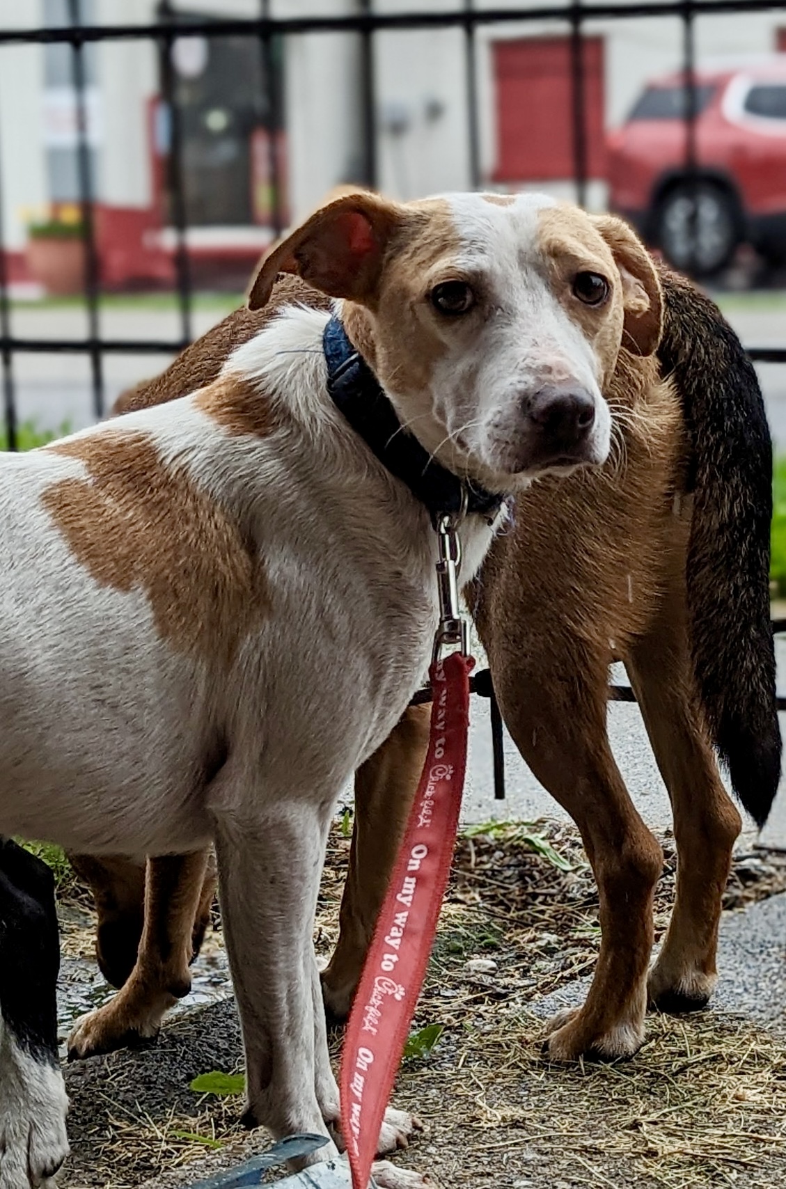 Casper, a Adoptable mixed breed in Cincinnati, OH image 3/4
