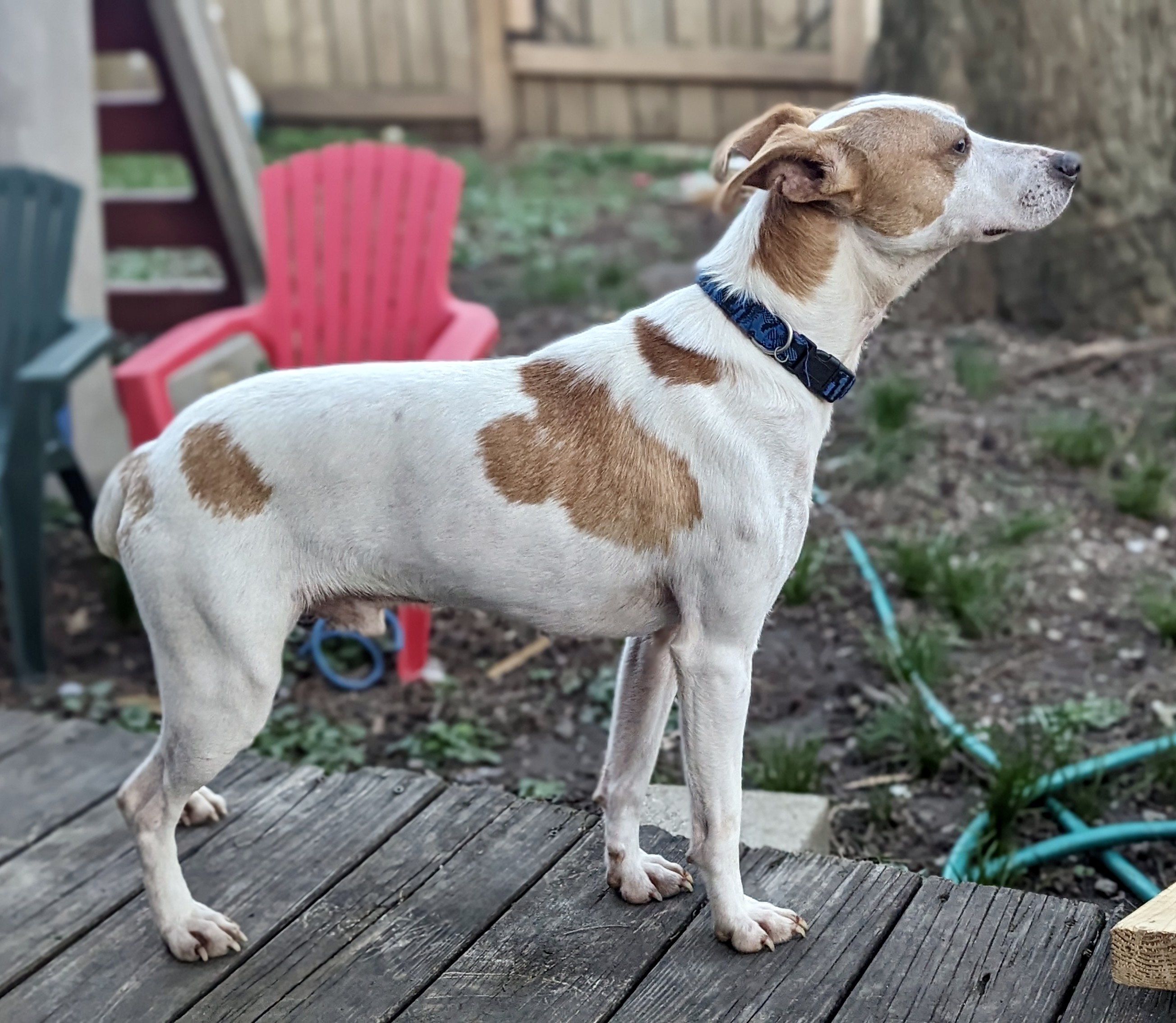 Casper, a Adoptable mixed breed in Cincinnati, OH image 2/4