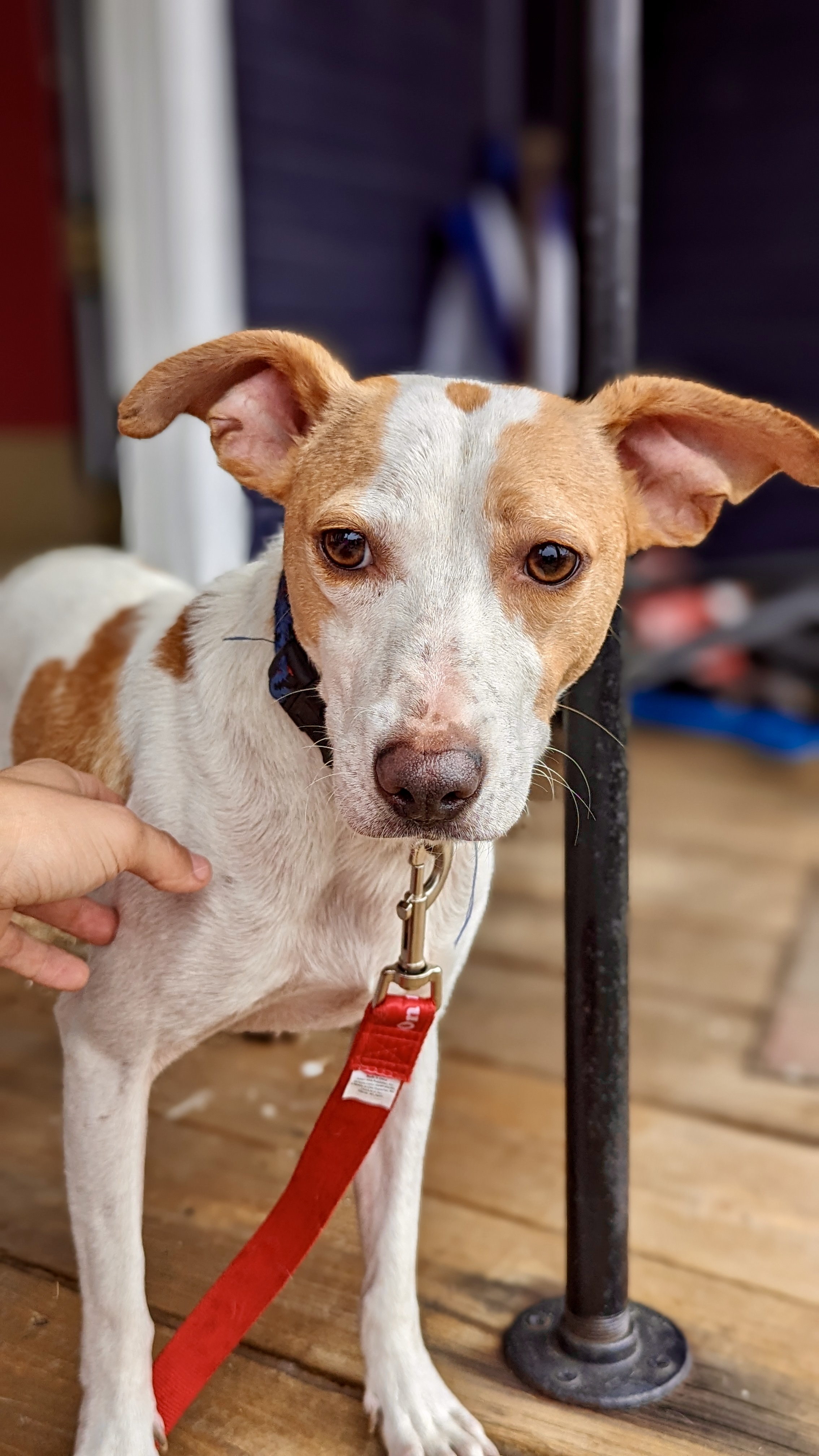Casper, Adoptable, Adult Male Terrier & Jack Russell Terrier.