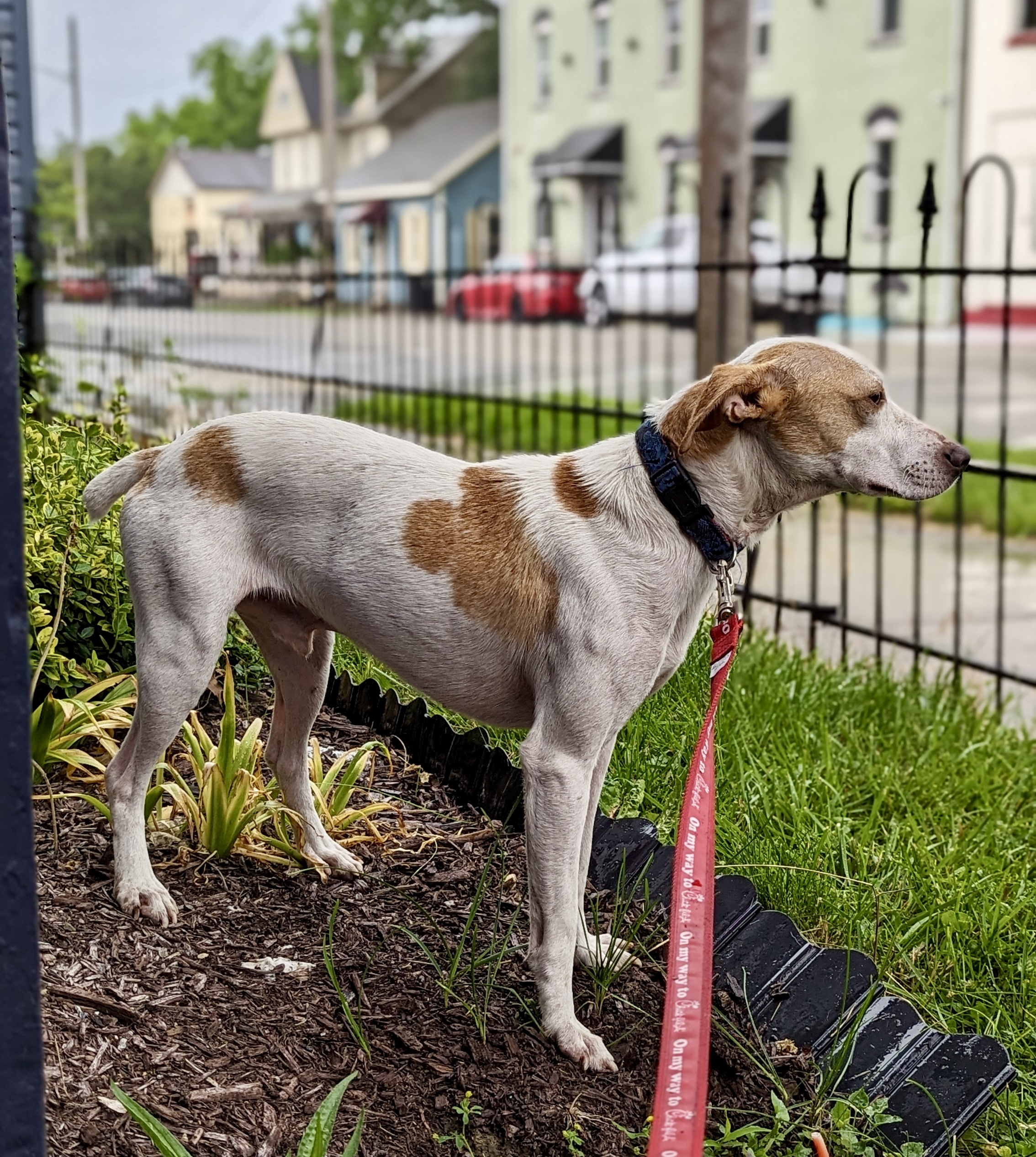 Casper, a Adoptable mixed breed in Cincinnati, OH image 4/4