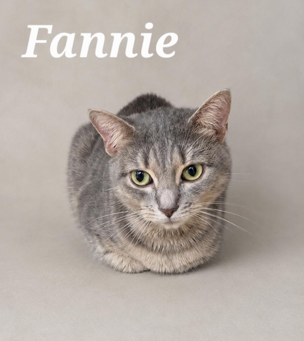 Enlarge Fannie, a ADOPTABLE Tabby in Monroeville, PA image 1/1