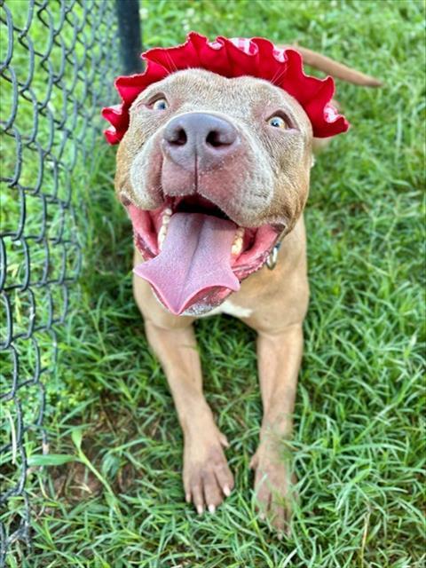 Enlarge STAR, a Adoptable mixed breed in York, SC image 1/1