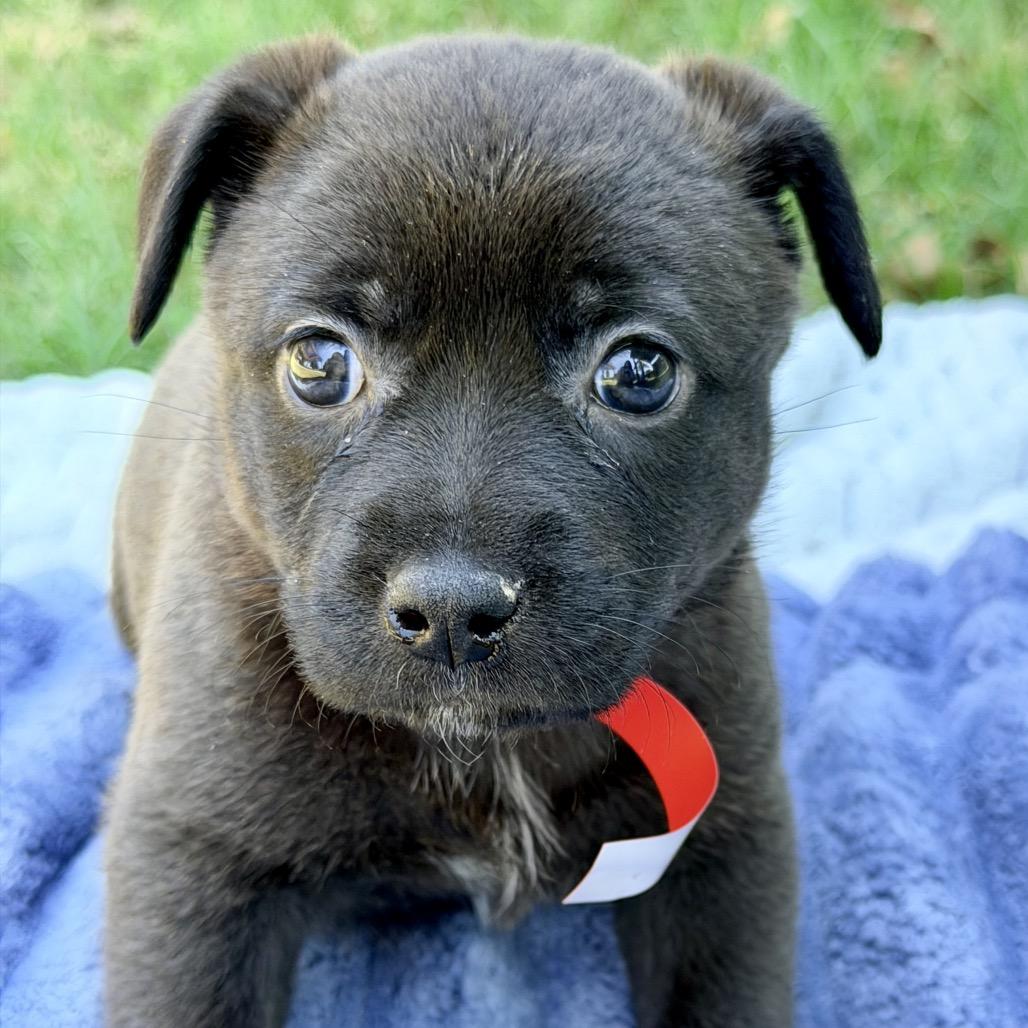 Bridget, Adoptable, Puppy Female Mixed Breed.