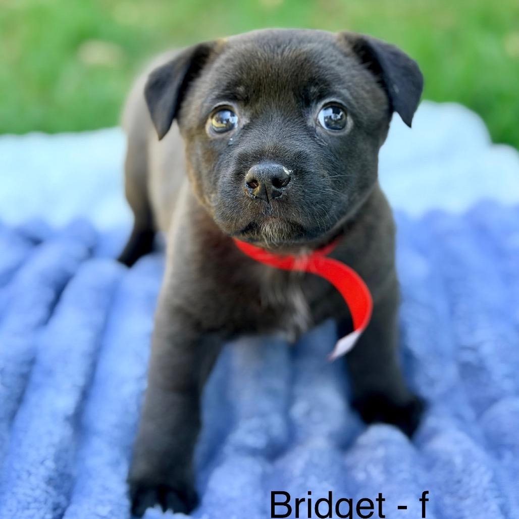 Bridget, a Adoptable Mixed Breed in Huntsville, AL image 2/3