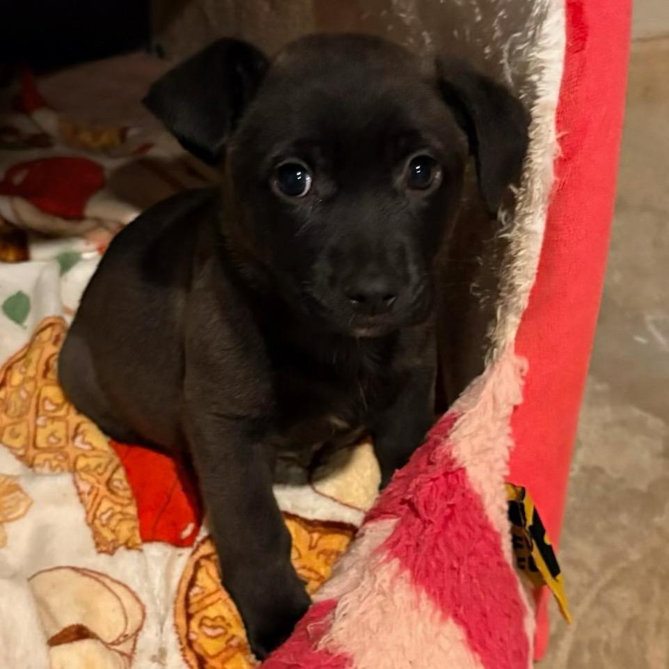 Bridget, a Adoptable Mixed Breed in Huntsville, AL image 3/3