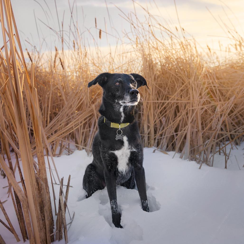 Frankie ** D64606 (Sponsored), Adoptable, Senior Male Labrador Retriever.