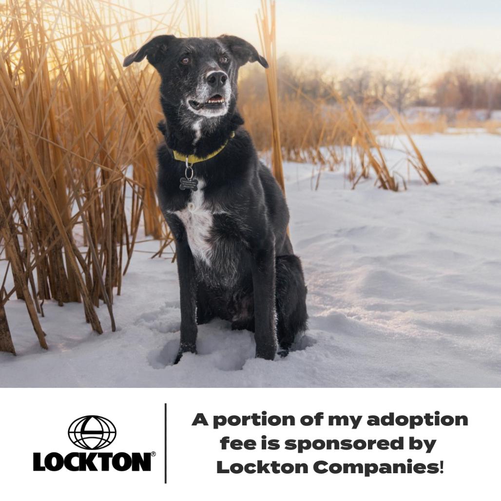 Enlarge Frankie ** D64606 (Sponsored), a Adoptable Labrador Retriever in Minnetonka, MN image 2/6