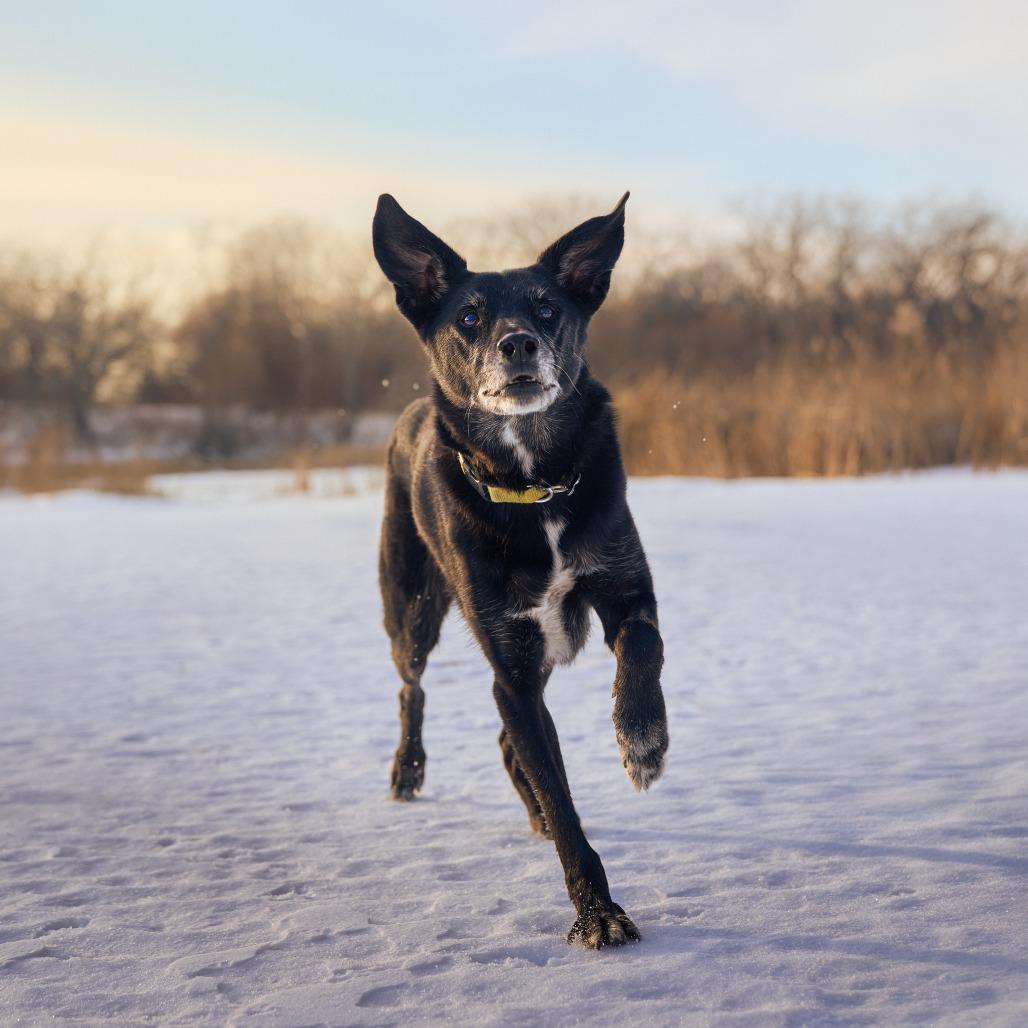 Enlarge Frankie ** D64606 (Sponsored), a Adoptable Labrador Retriever in Minnetonka, MN image 3/6
