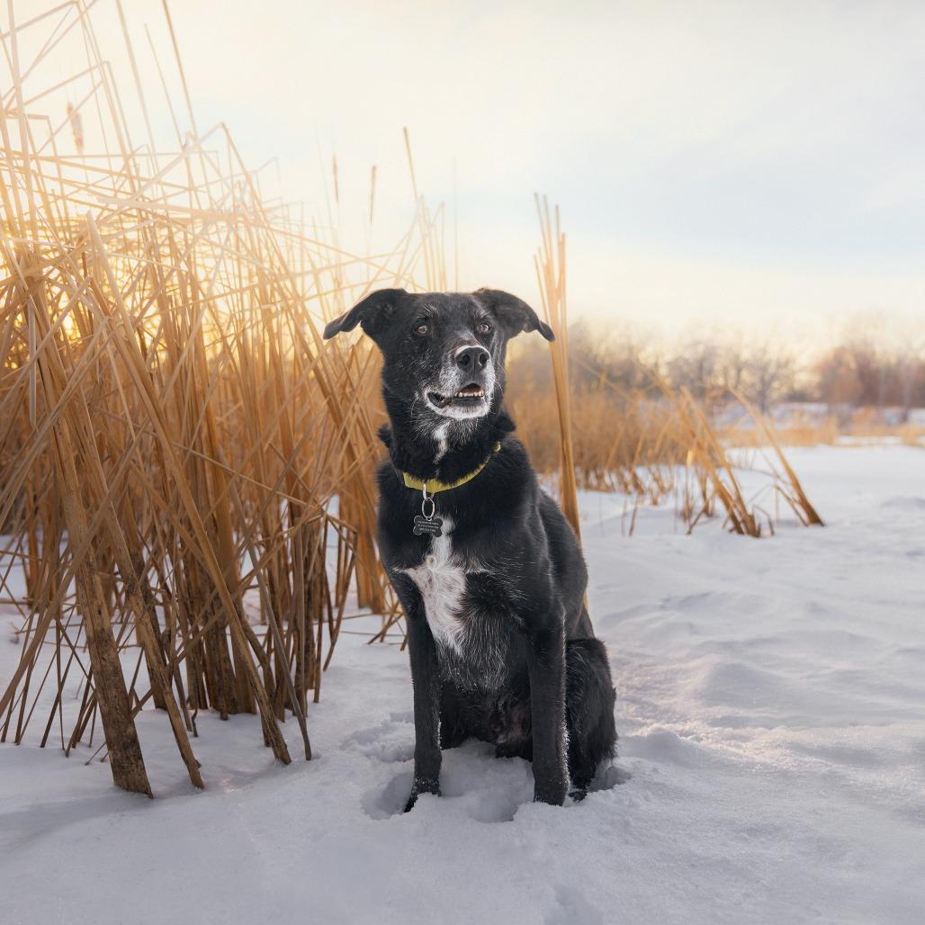 Enlarge Frankie ** D64606 (Sponsored), a Adoptable Labrador Retriever in Minnetonka, MN image 4/6