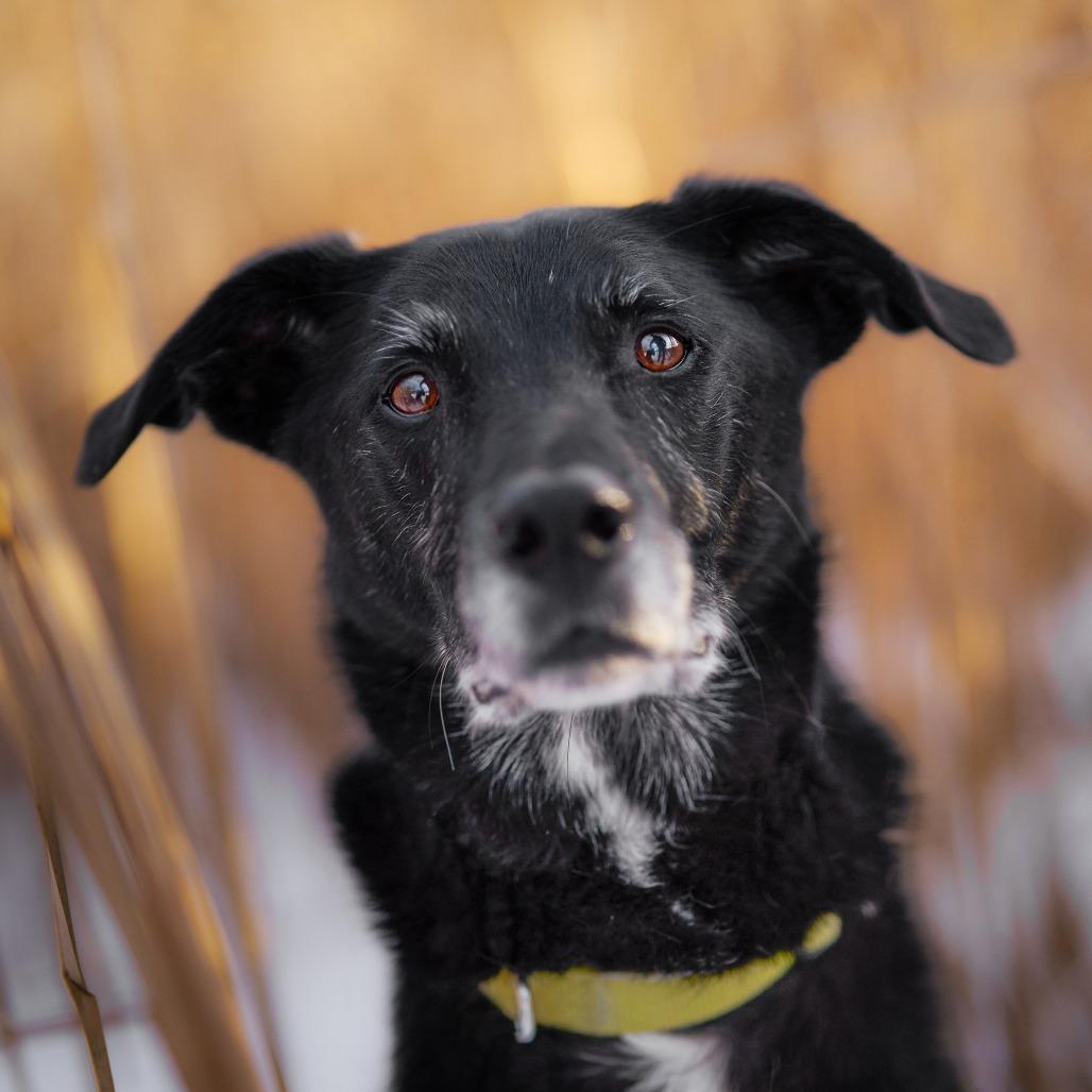 Enlarge Frankie ** D64606 (Sponsored), a Adoptable Labrador Retriever in Minnetonka, MN image 5/6