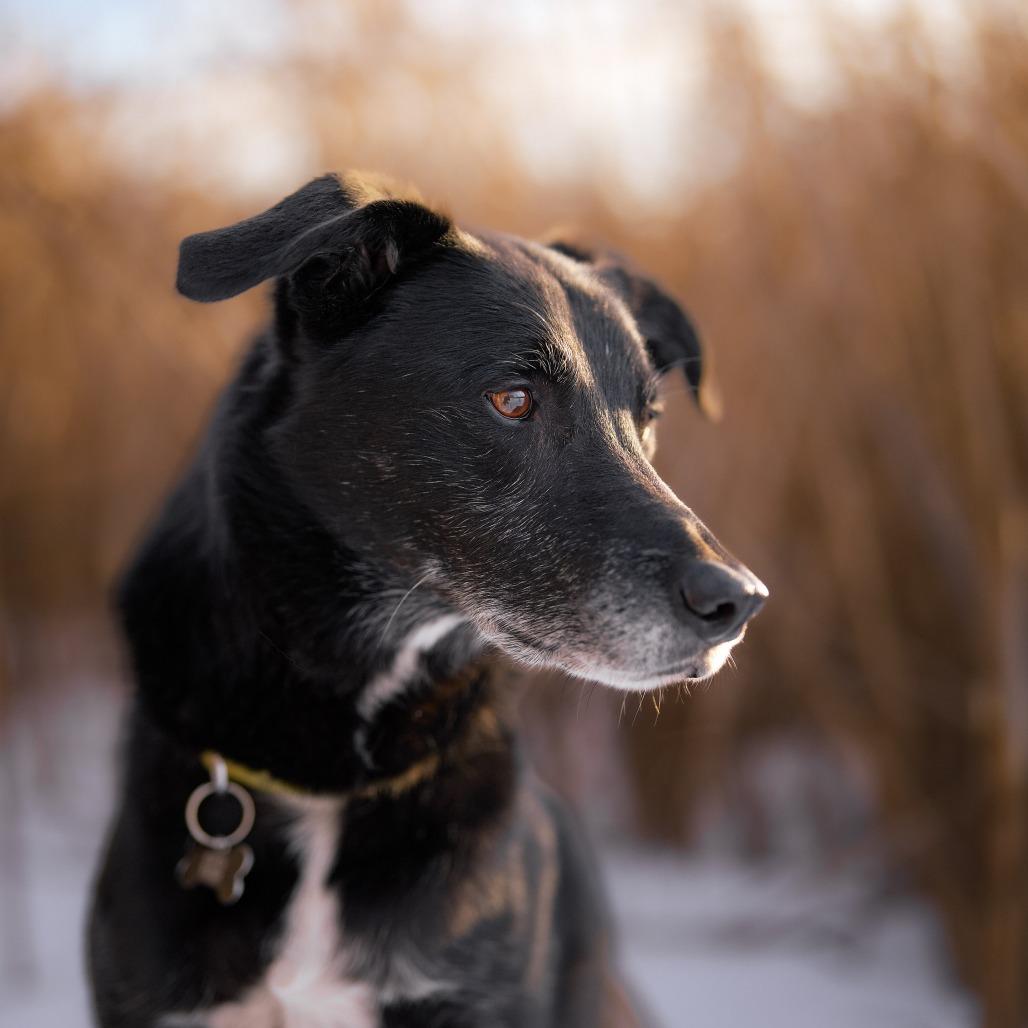 Enlarge Frankie ** D64606 (Sponsored), a Adoptable Labrador Retriever in Minnetonka, MN image 6/6