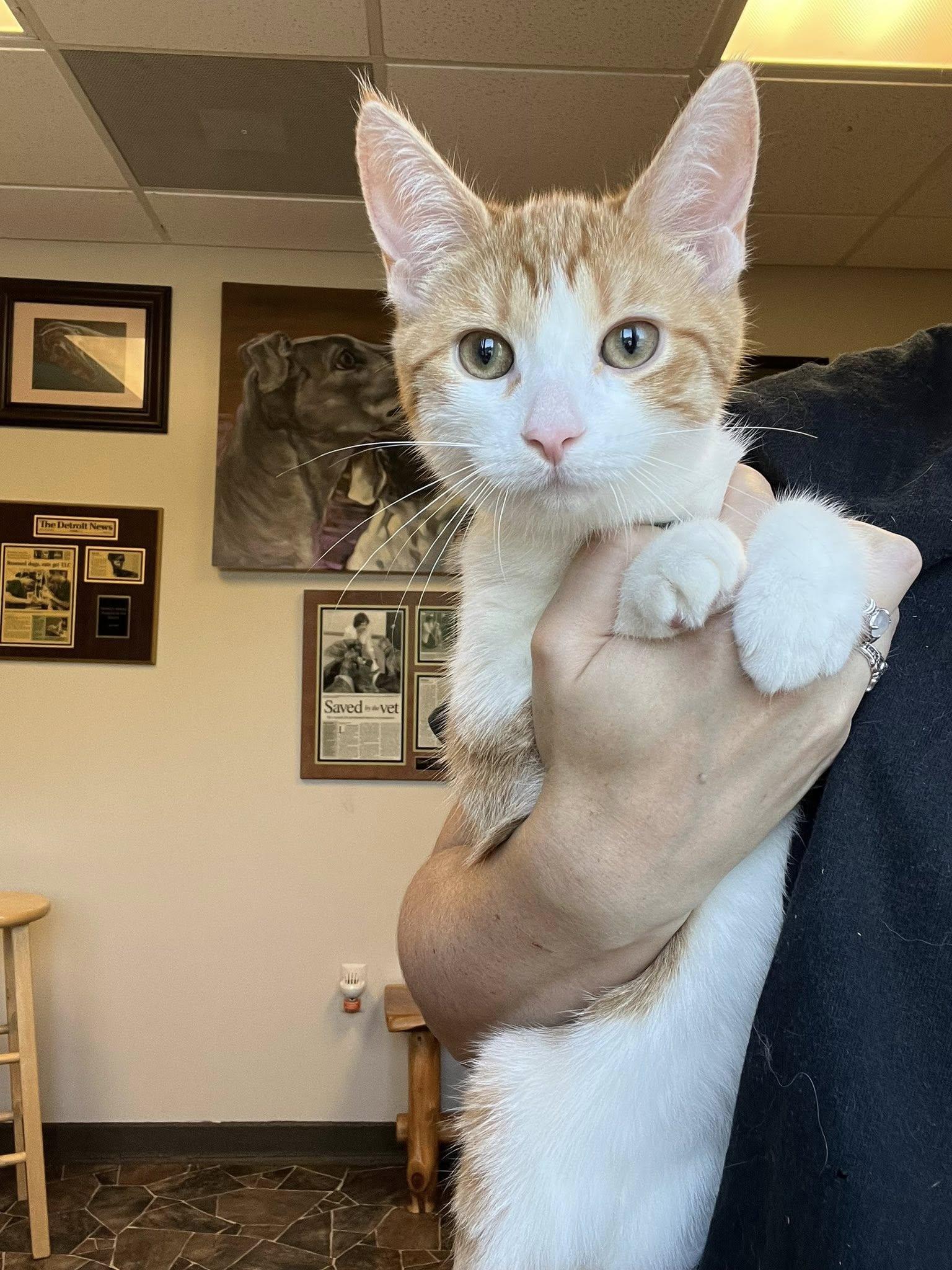 Matcha, Jasmine, Chamomile, a Adoptable Domestic Short Hair in Sterling Heights, MI image 2/3