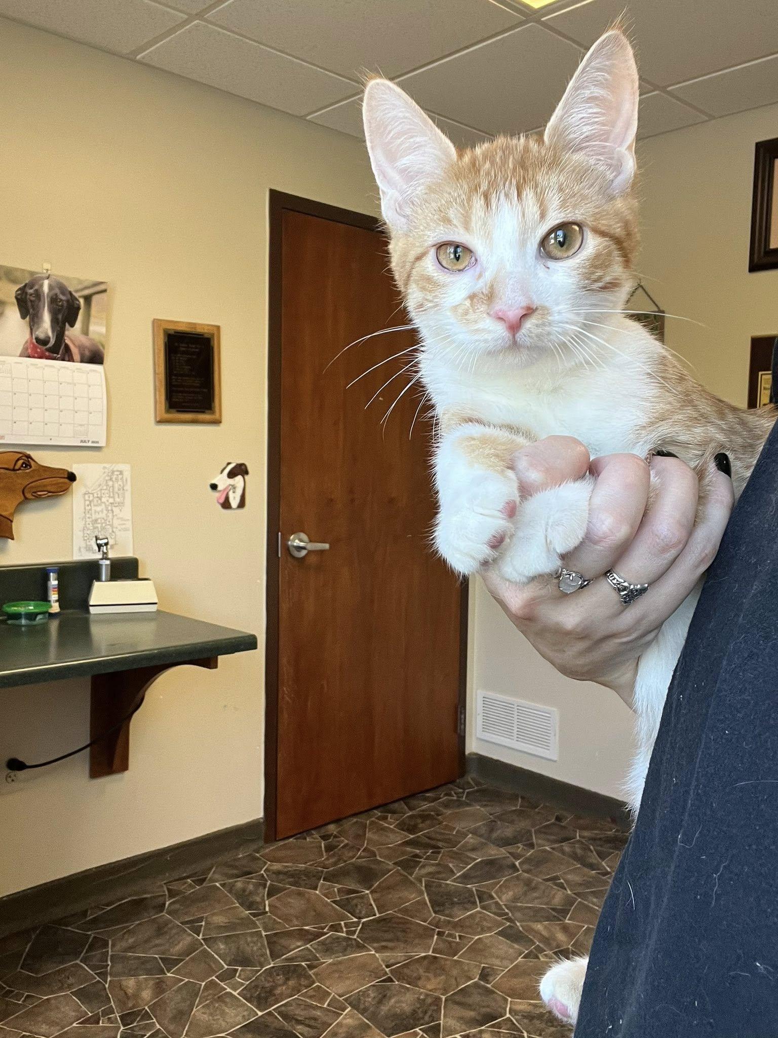 Matcha, Jasmine, Chamomile, Adoptable, Kitten Female Domestic Short Hair.