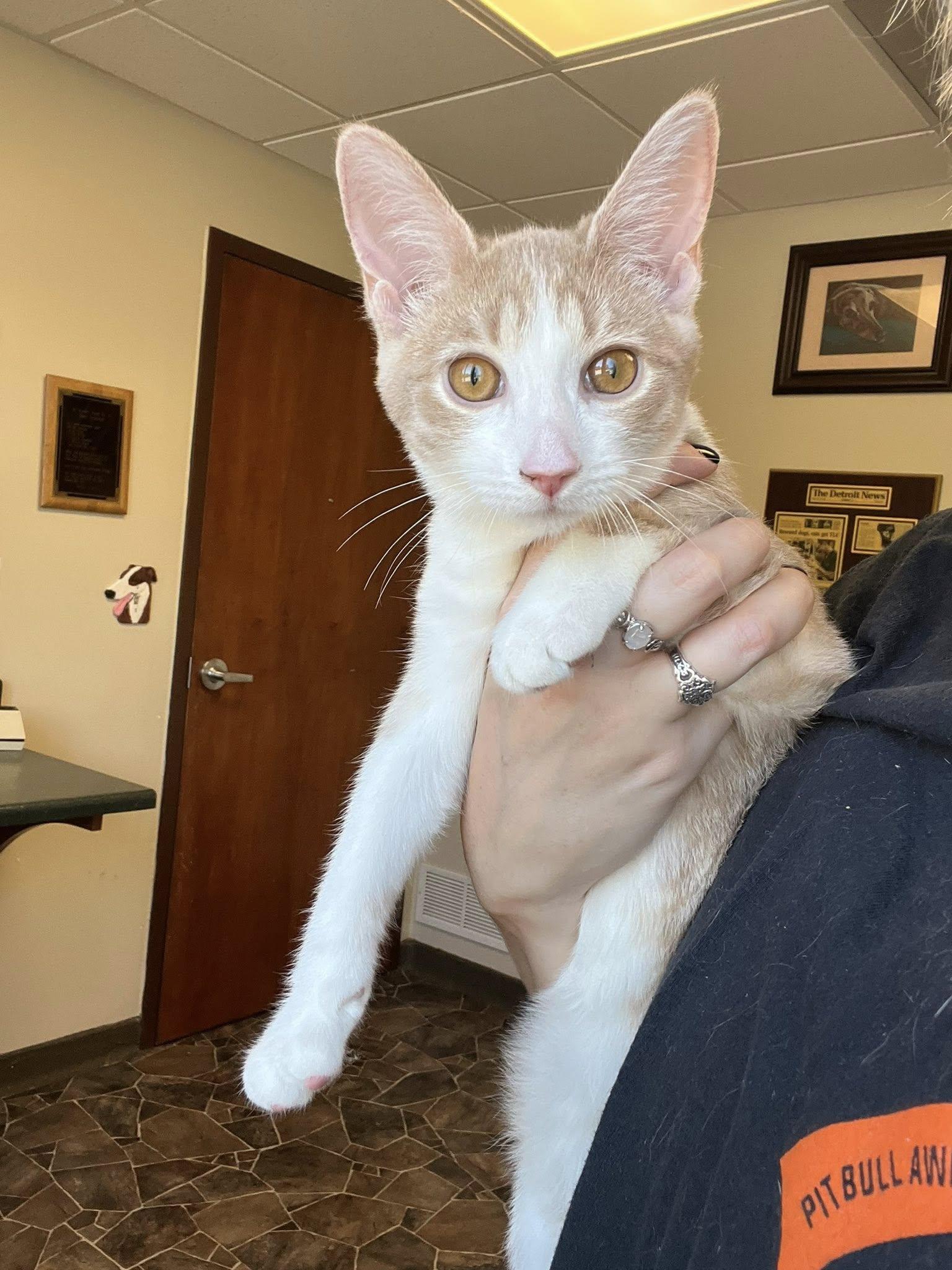 Matcha, Jasmine, Chamomile, a Adoptable Domestic Short Hair in Sterling Heights, MI image 3/3