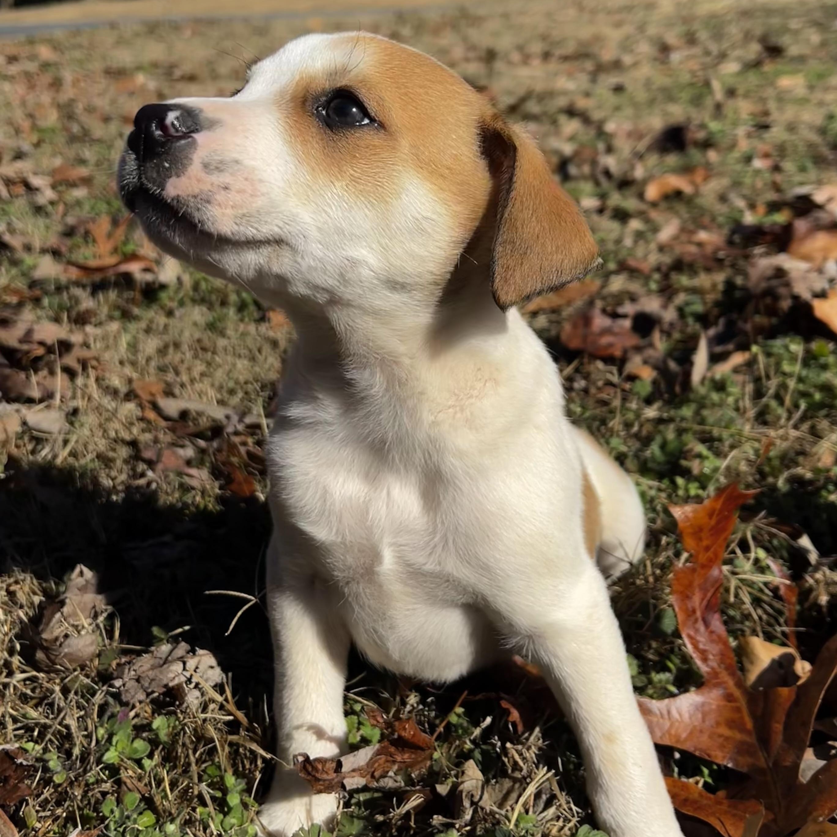 Washington, ADOPTABLE, Puppy Male Australian Cattle Dog / Blue Heeler & Terrier.