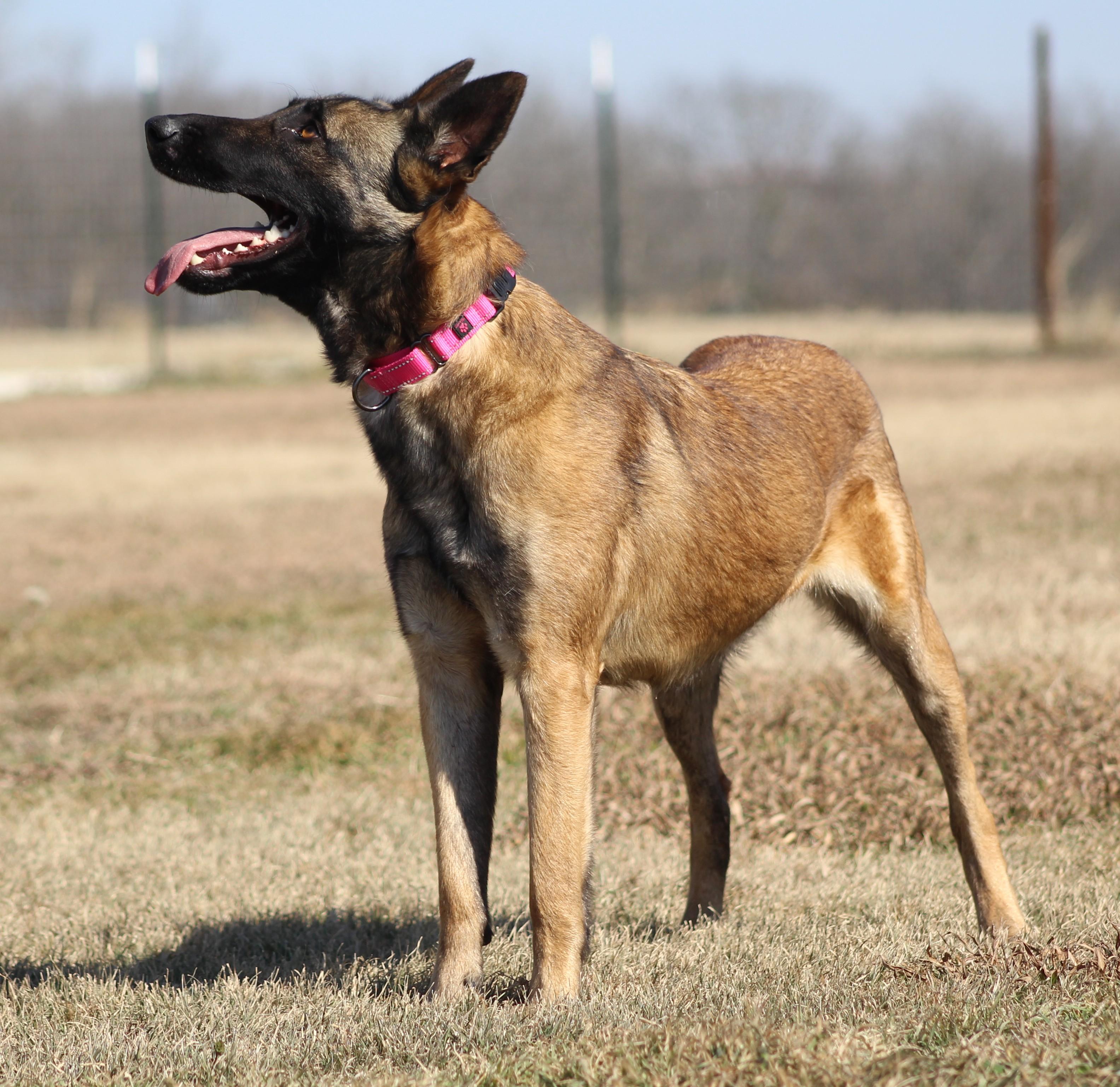 Amelia, a ADOPTABLE mixed breed in Temple, TX image 4/5