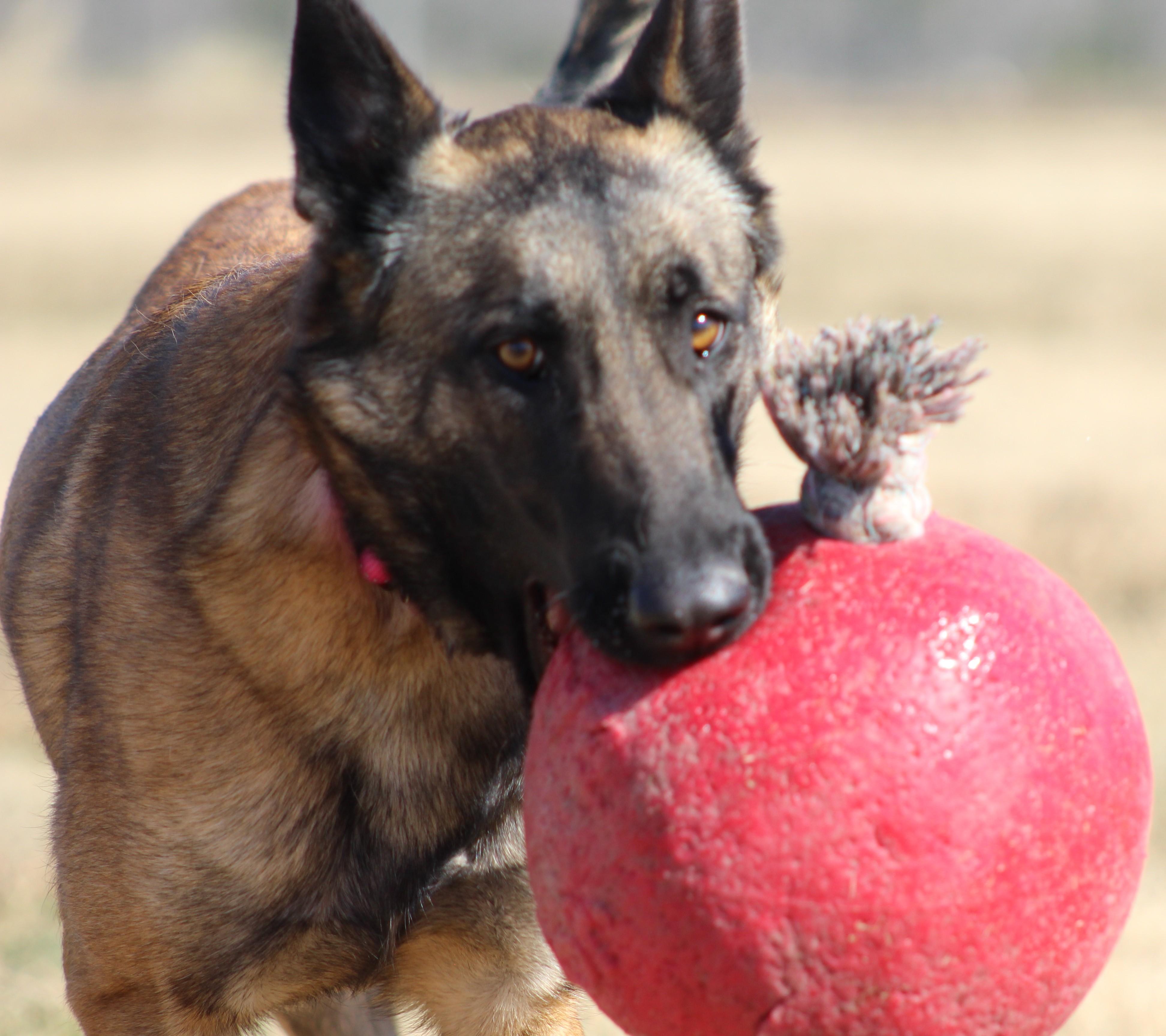 Amelia, ADOPTABLE, Young Female Belgian Shepherd / Malinois & Mixed Breed.