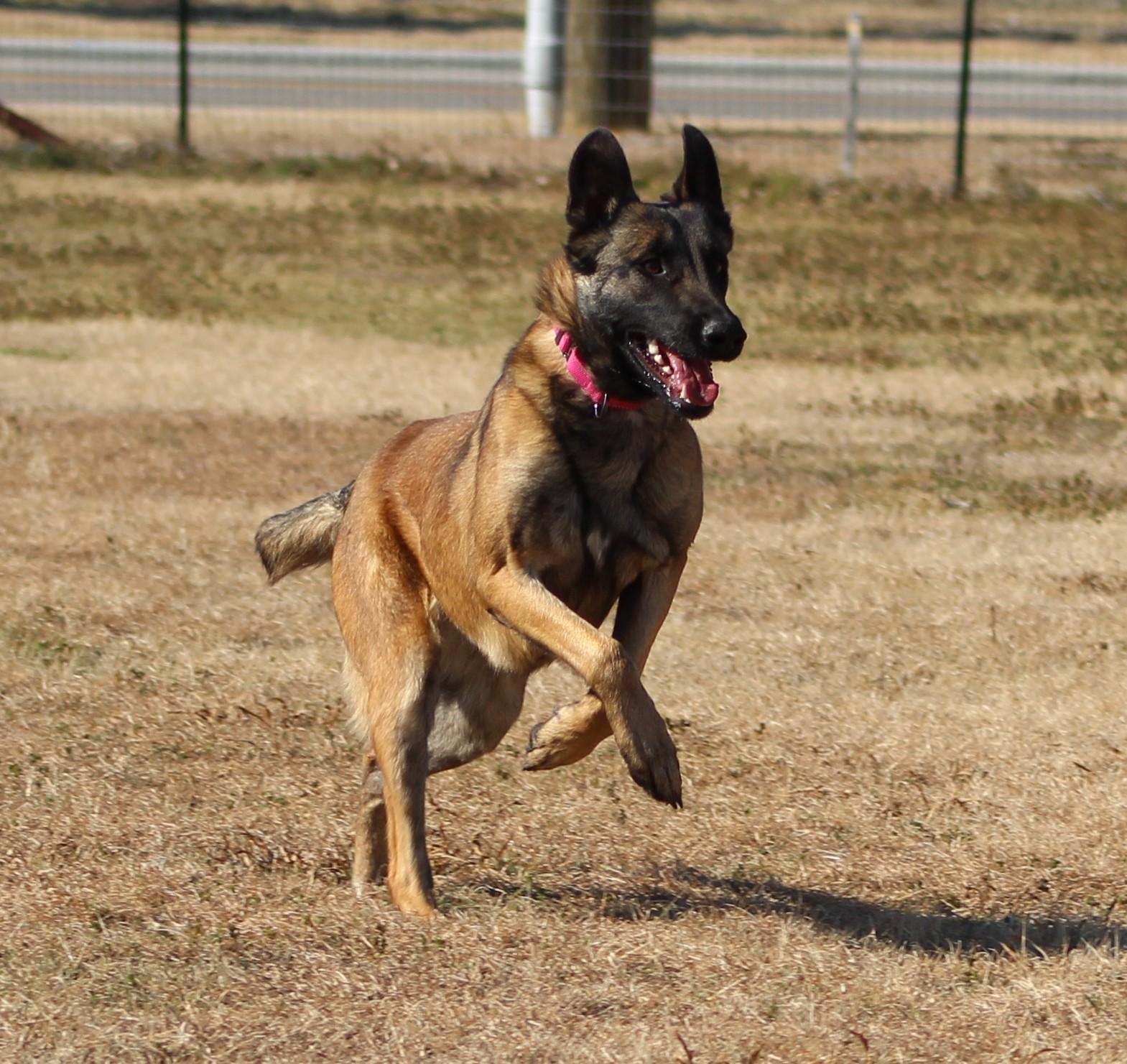 Amelia, a ADOPTABLE mixed breed in Temple, TX image 5/5