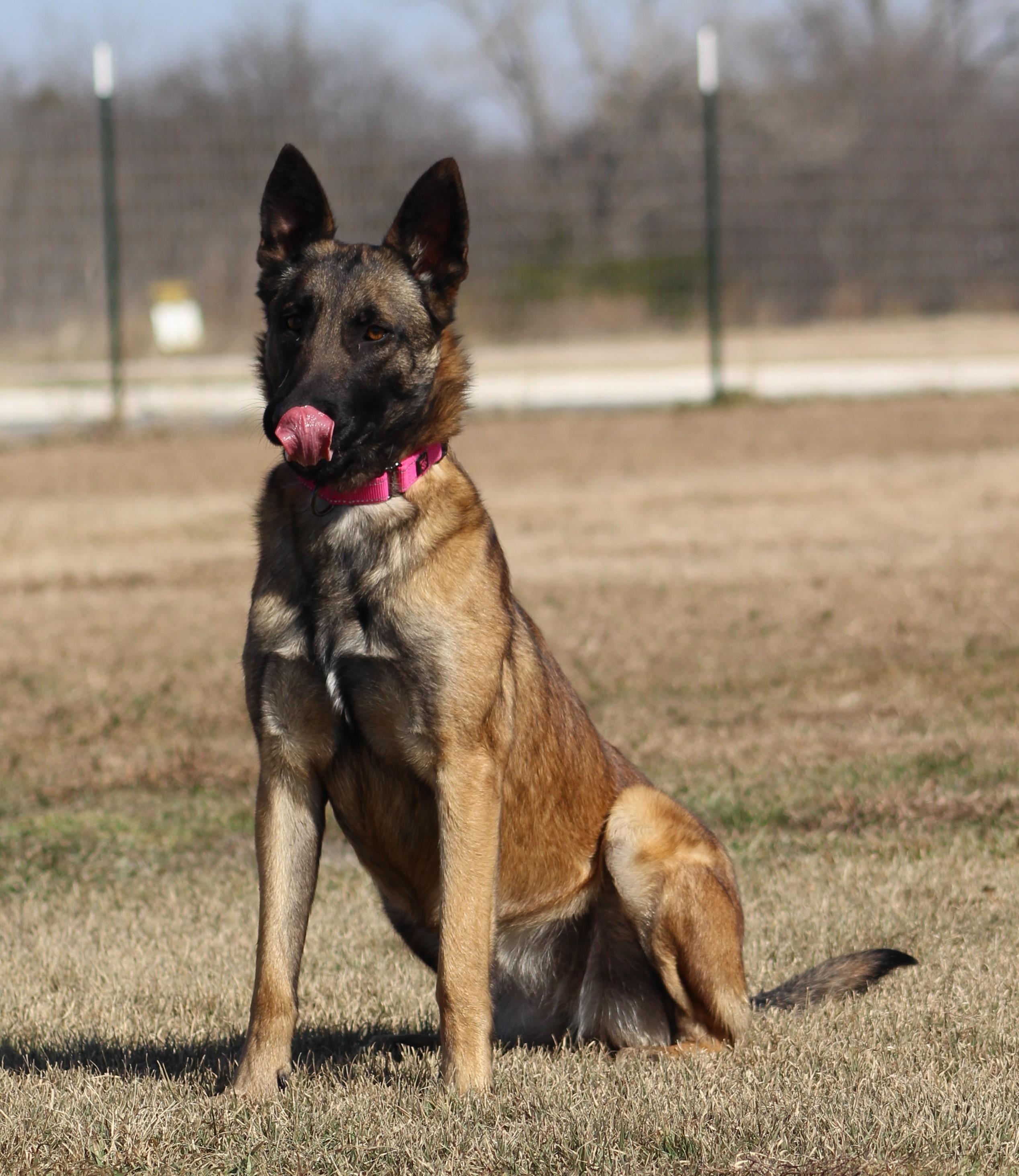 Amelia, a ADOPTABLE mixed breed in Temple, TX image 3/5