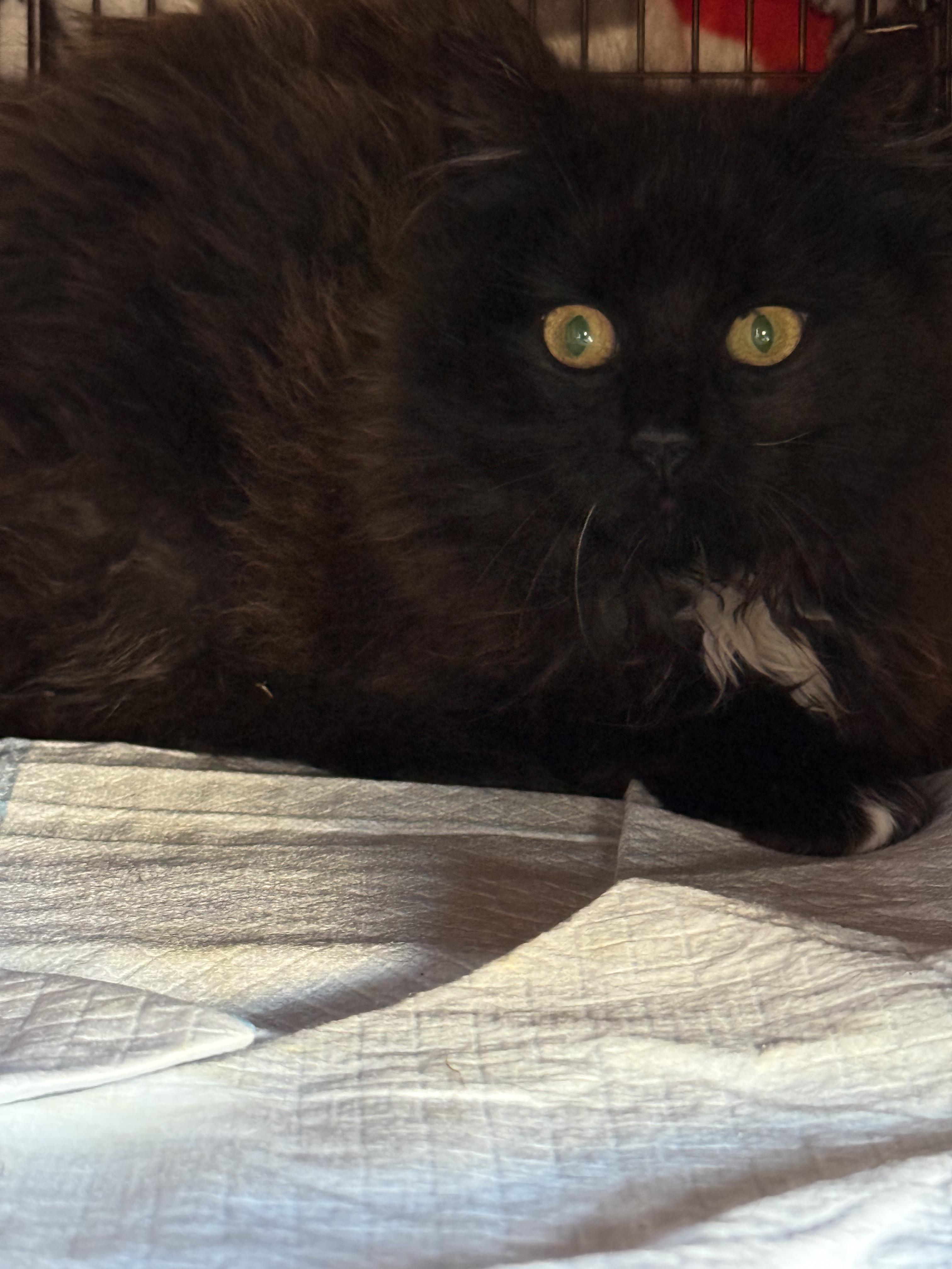 Enlarge Noor, a Adoptable American Shorthair in North Bergen, NJ image 3/6